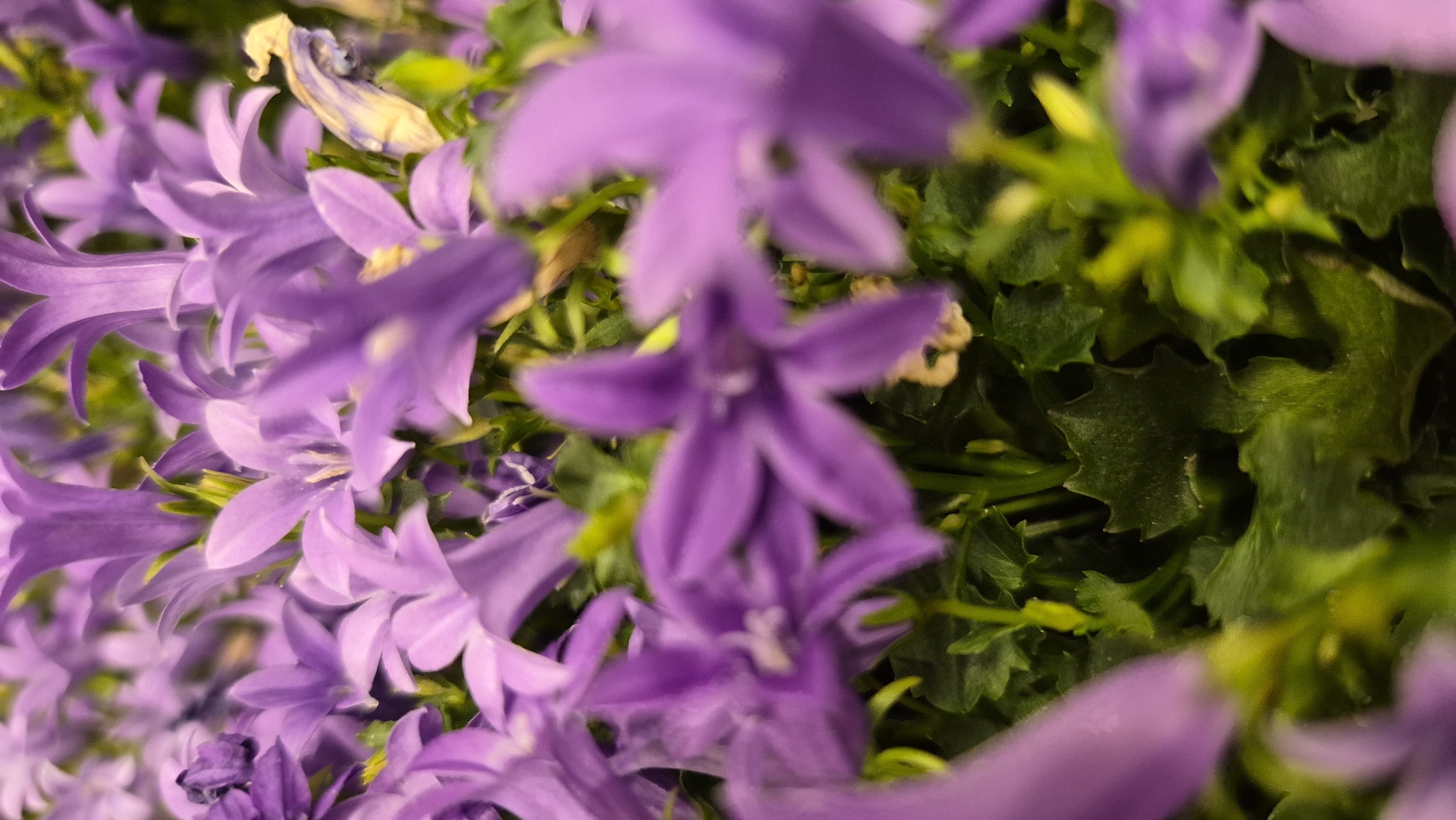 The image displays a close-up, high-angle shot of purple bell-shaped flowers and green leaves. The flowers are clustered together, with some in sharp focus and others blurred. The leaves are dark green and appear to have serrated edges. The background is a soft blur of more flowers and foliage. There are no people or identifiable landmarks in the image. The scene is a natural setting, likely a garden or a park, and there is no indication that it is located in Līvāni, Latvia.