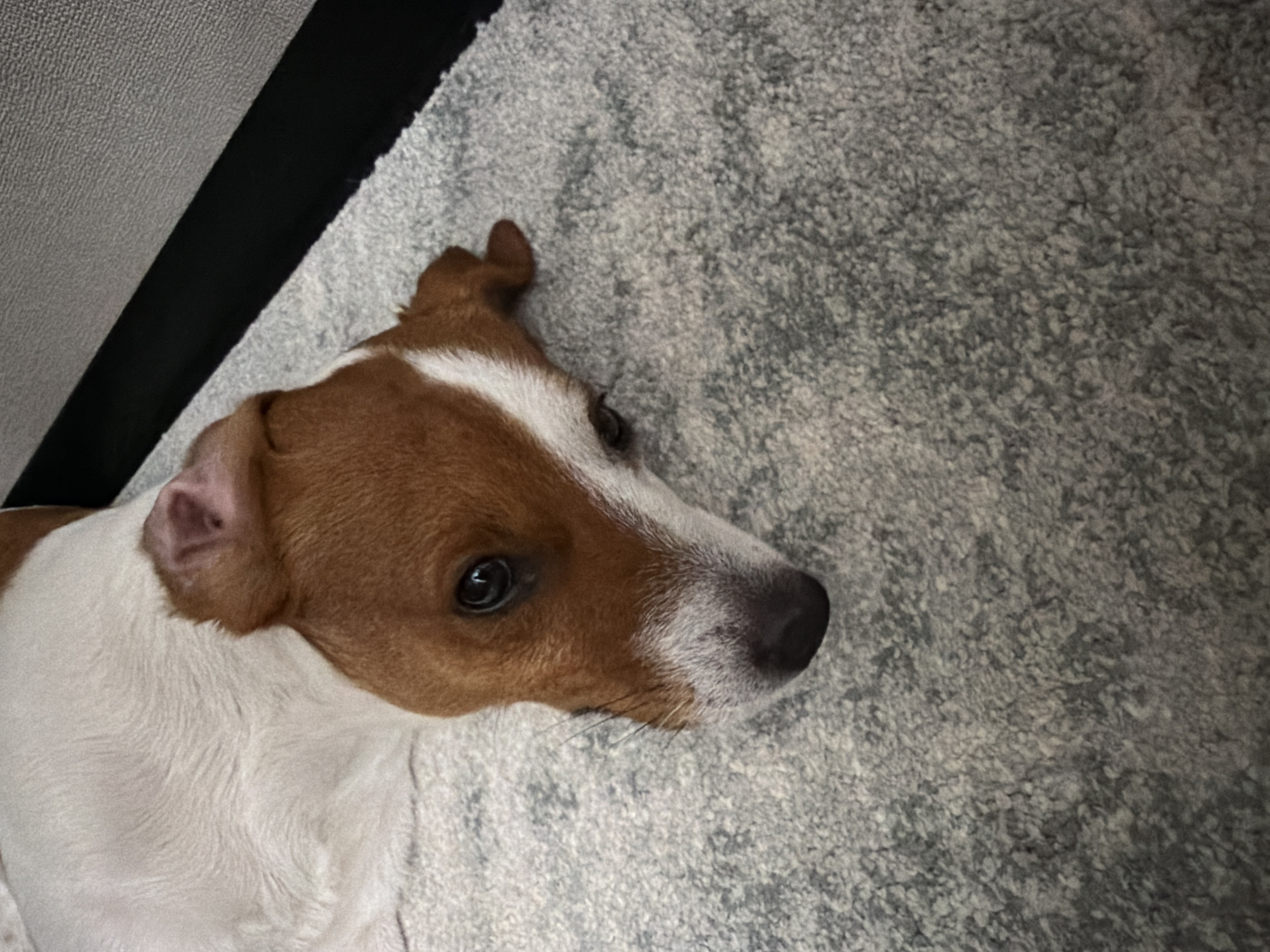 The image shows a Jack Russell Terrier lying on a grey, textured carpet. The dog has white and brown markings on its fur. Its head is turned towards the viewer, and its eyes are open, looking slightly to the left. A black band is visible in the upper right corner of the image, which appears to be part of a piece of furniture or a wall. The lighting is moderate, casting soft shadows on the dog's fur. There are no other animals or people visible in the frame. The background is out of focus. The image was not taken in Moscow, Russia.