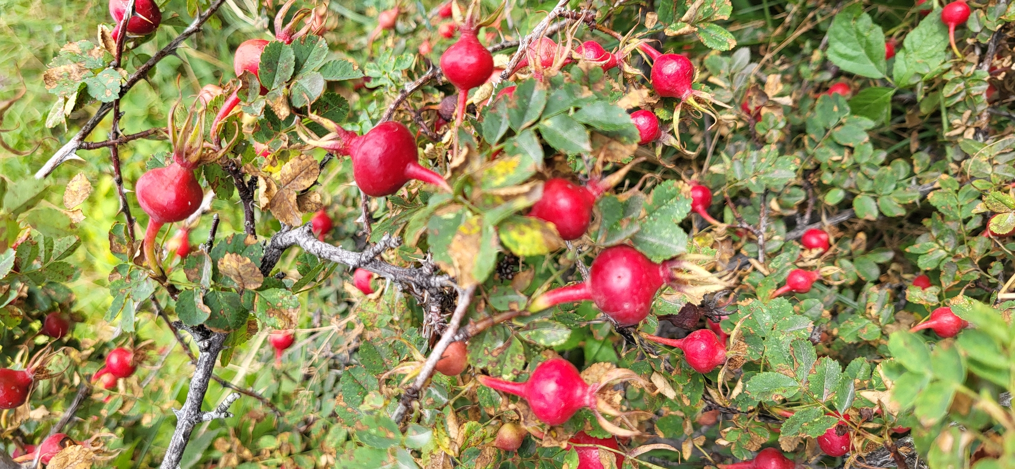 The image shows a close-up of a rosehip bush with numerous ripe, red rosehips. The rosehips are oval to teardrop-shaped, with some showing a prominent, elongated calyx remnant at the bottom. They are attached to thorny branches with green leaves, some of which are beginning to turn yellow or brown, indicating the autumn season. The background is a blur of green foliage and brown, dry vegetation. The scene appears to be in a natural outdoor setting. There are no people or animals visible in the image. The location is identified as a rosehip bush in Syrymbet, Kazakhstan.