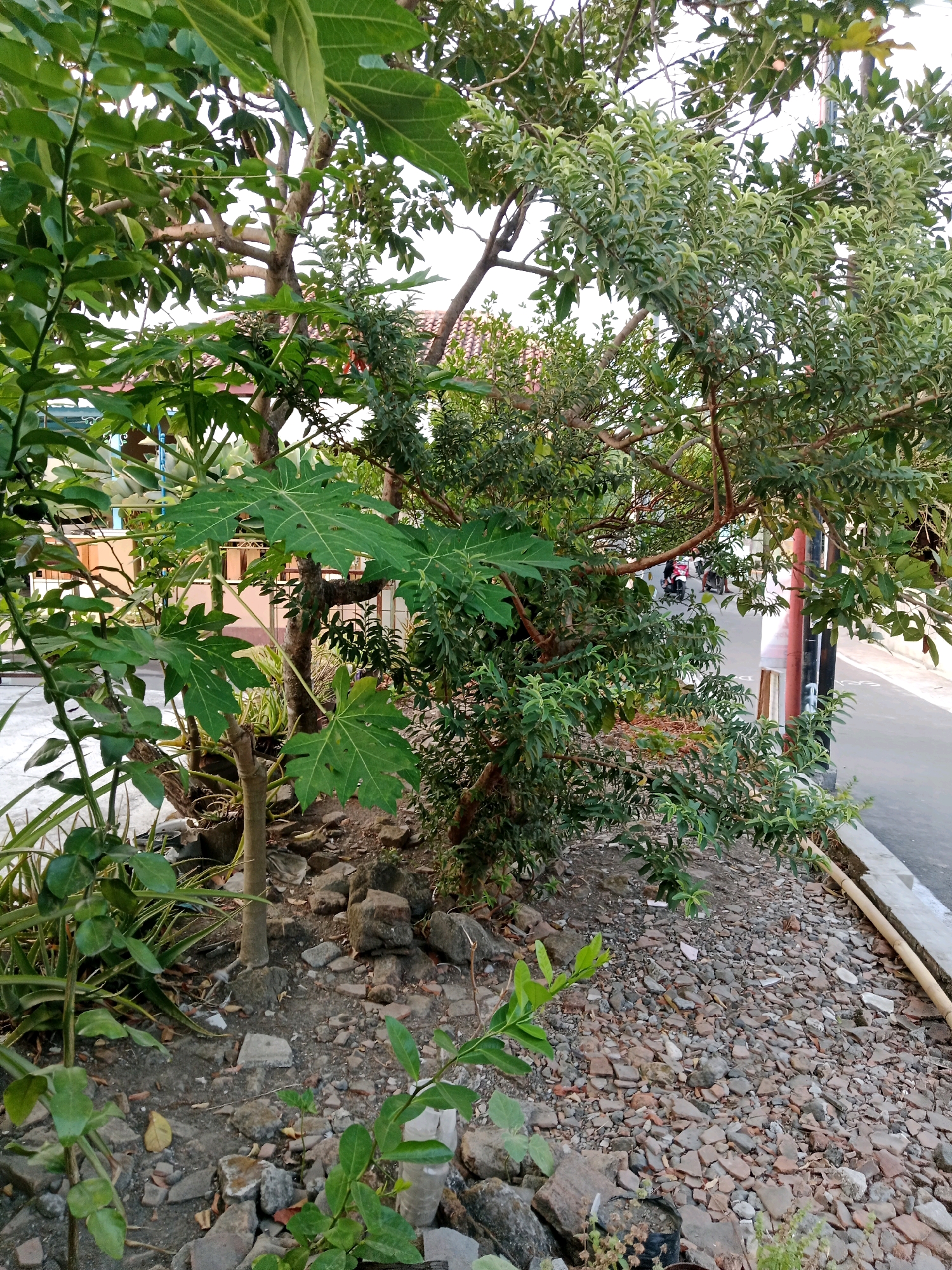 The image shows an outdoor scene in Waru, Indonesia, characterized by dense foliage and a rocky ground. In the foreground, several green plants with broad leaves are visible, including what appears to be a papaya plant. The ground is covered with a mix of small, irregular stones and some larger rocks, interspersed with fallen leaves and debris. Behind the plants, a tree with multiple branches and abundant green leaves dominates the mid-ground. Some of these branches extend over a paved surface, likely a road or sidewalk, which runs along the right side of the image. A few motorcycles are parked or moving in the background on this paved area. The overall impression is that of a natural, somewhat unkempt outdoor space adjacent to a residential or public area.