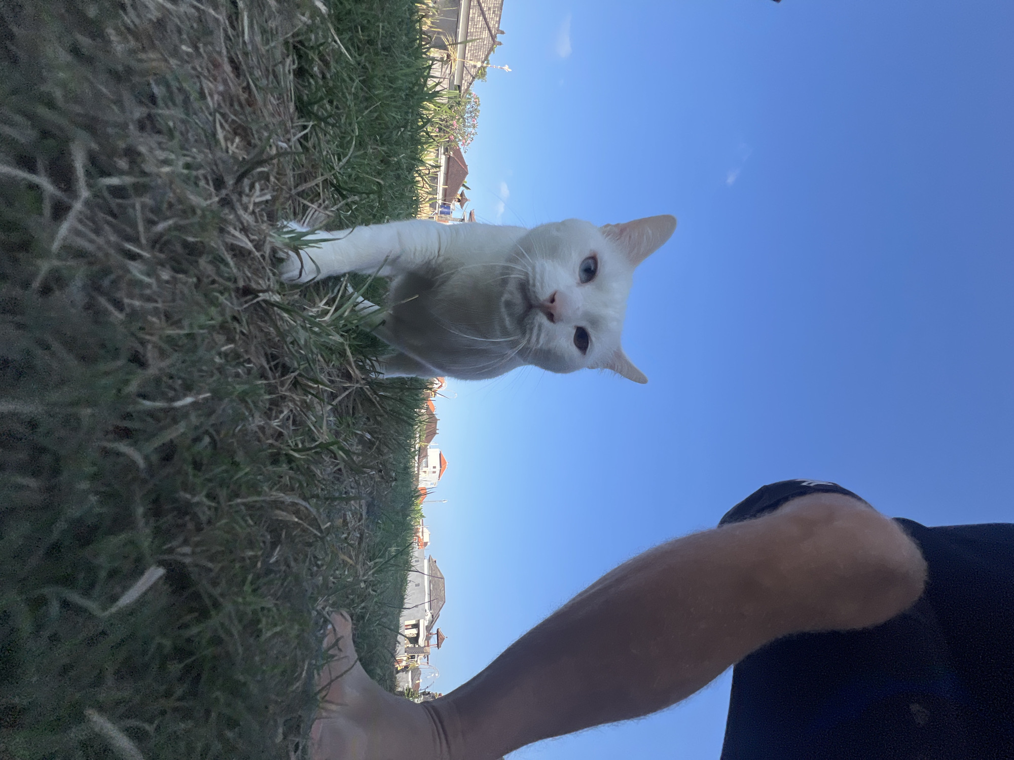 A low-angle, full shot captures a white cat with heterochromia (one blue eye, one green eye) walking towards the camera on a patch of dry, grassy ground. The cat's fur is clean, and its whiskers are prominent. In the background, blurred houses with traditional Balinese architecture, some with terracotta roofs, are visible under a clear blue sky. To the right of the frame, the lower leg and bare foot of a person are seen, with the person appearing to be crouching or standing. The lighting suggests it is daytime, with sunlight casting subtle shadows. The scene is set in an outdoor environment, likely a residential area in Sukawati, Indonesia, given the architectural style.