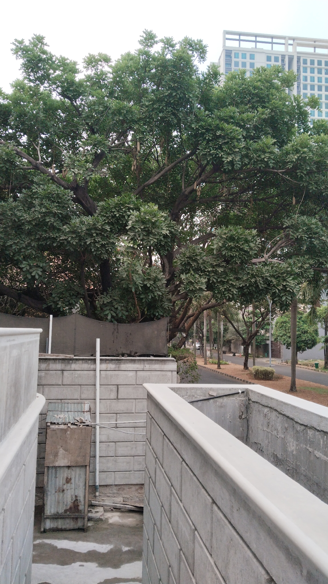 The image depicts a scene in West Jakarta, Indonesia, likely during the day, with a building in the background and lush greenery. In the foreground, there are concrete structures, possibly part of a building or construction site, with a light-colored railing. Behind these, a large tree with dense foliage dominates the frame. Some peculiar, elongated seed pods hang from the branches of this tree. Beyond the tree, a modern, multi-story building with a light-colored facade and blue-tinted windows is visible. A road with streetlights and some smaller trees lines the side of the scene, suggesting an urban environment. There are no people visible in the image. The overall impression is one of an urban setting with significant natural elements.