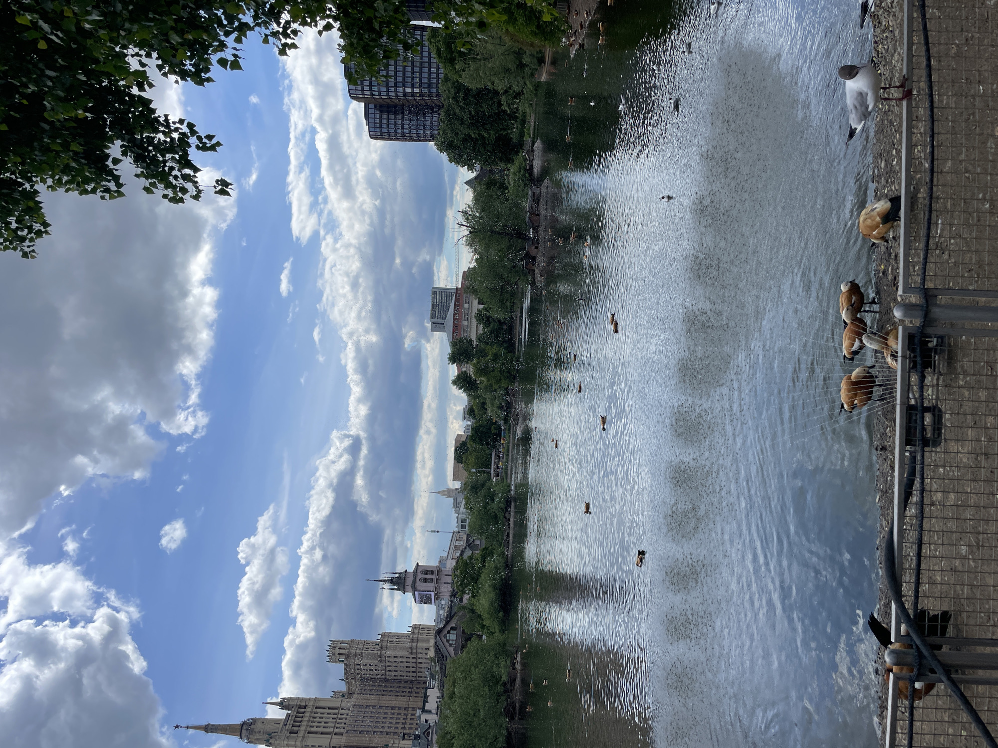 The image shows a body of water (possibly a lake or pond) in Moscow, Russia, with several buildings visible in the background. The sky is blue with white clouds. In the foreground, there are several ducks and a seagull standing on the edge of the water, near a metal fence or barrier. The Stalinist skyscraper in the background identifies the location as Moscow.