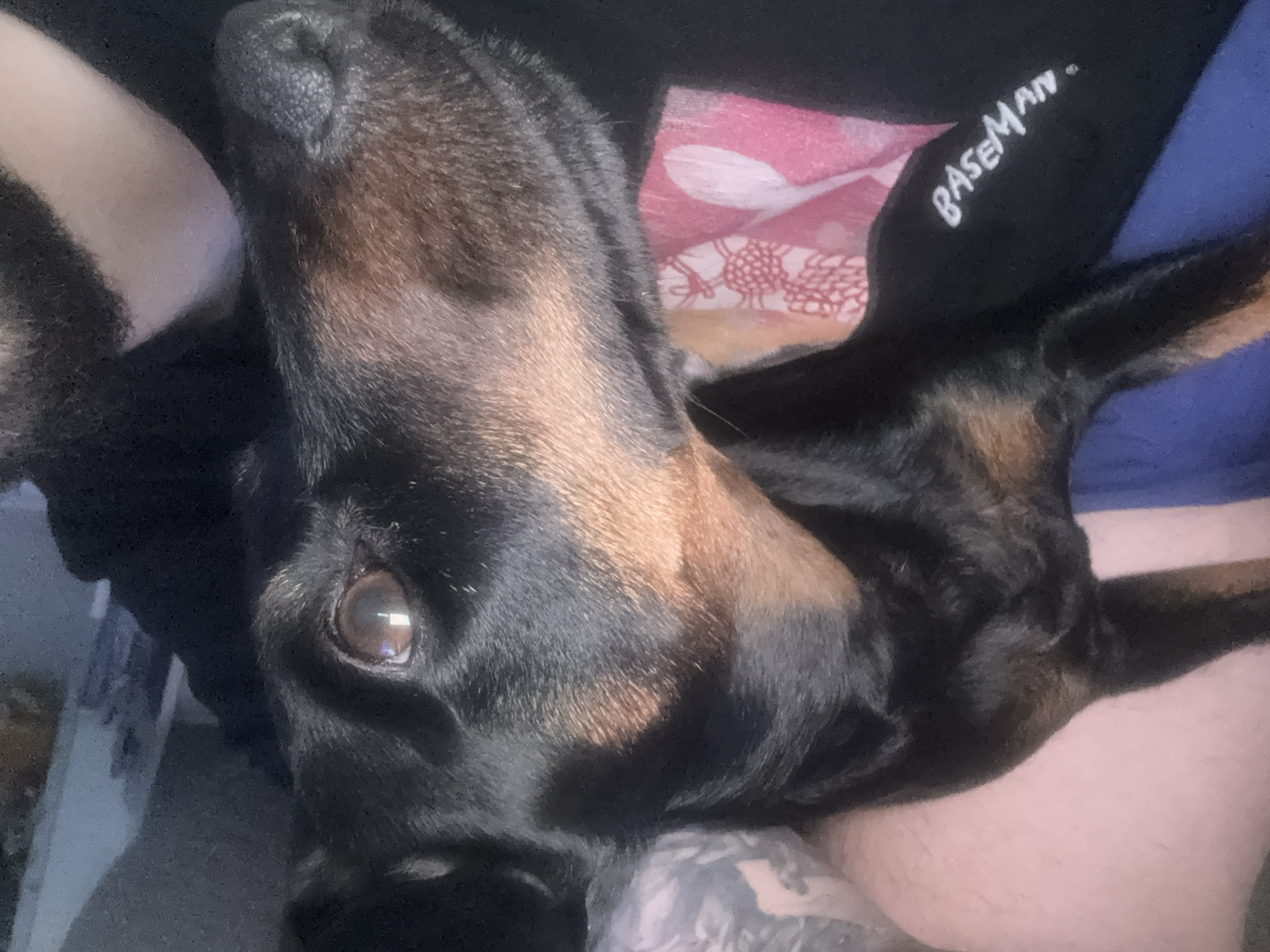 A black and brown Doberman Pinscher dog is cradled in the arms of a person. The dog's head is tilted towards the camera, revealing its shiny coat, dark eyes, and nose. The person is wearing a dark t-shirt with a partial design visible, including the word "BASEMAN." Part of the person's arm is visible, showing a tattoo. The environment is indoors, and the lighting is dim. The city of Burgas, Bulgaria, is not discernible from the image.