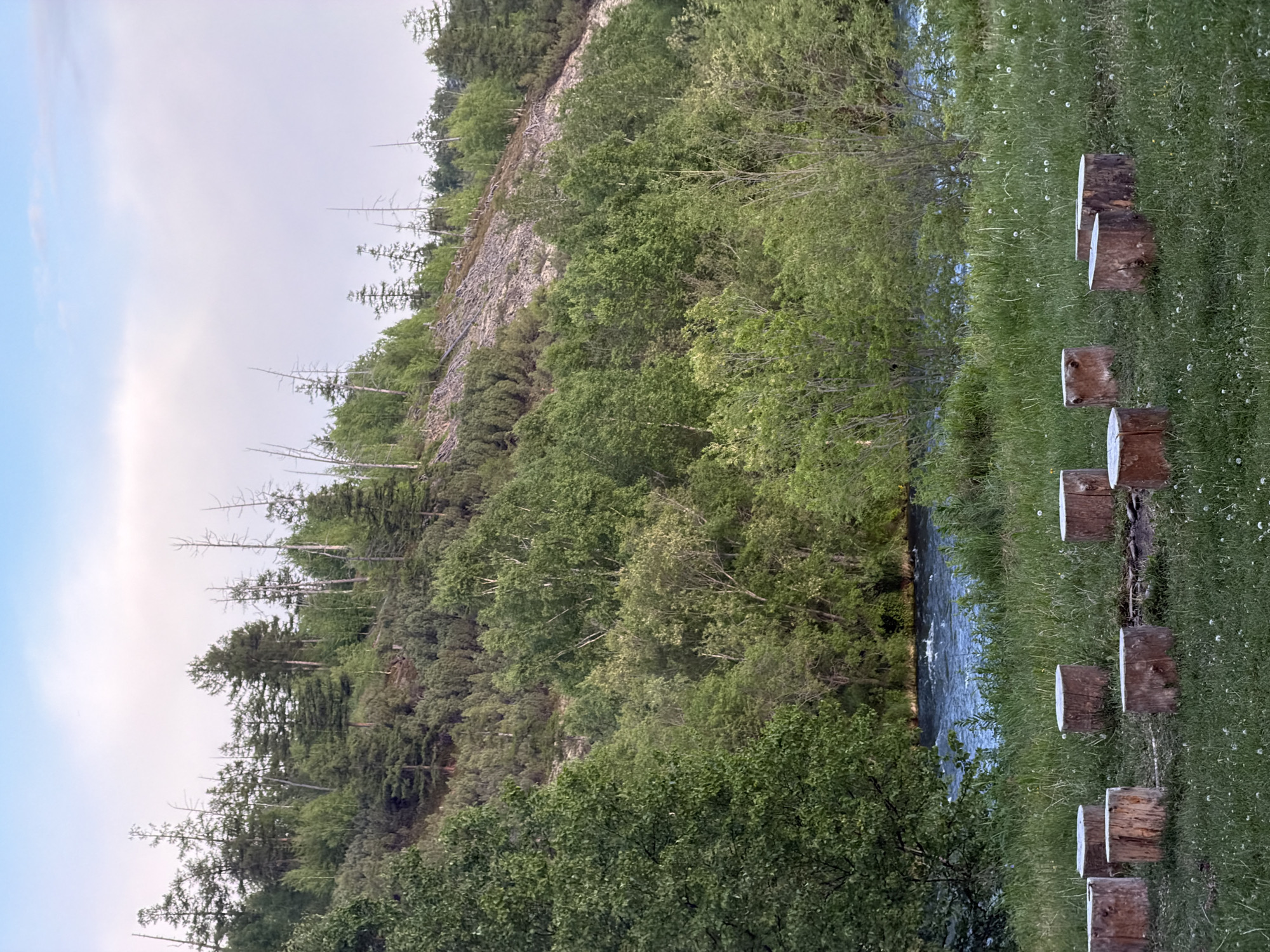 The image depicts a natural scene near the village of Esso, Russia, characterized by a river flowing through a valley. In the foreground, several tree stumps are arranged in a circular pattern on a grassy area, suggesting a makeshift seating arrangement or campfire site. The stumps are roughly cut and appear weathered. Beyond the grassy clearing, a vibrant river with visible ripples and currents winds its way through the landscape. The riverbanks are lined with lush green vegetation. A steep, forested hillside rises behind the river, dotted with a mix of deciduous and coniferous trees. Some areas of the hillside show signs of erosion or past disturbances, with exposed soil and scattered dead trees. The sky above is a soft gradient of blue and pale pink, indicative of either early morning or late evening light. The overall impression is one of a serene, natural setting with evidence of human presence in the form of the seating area.