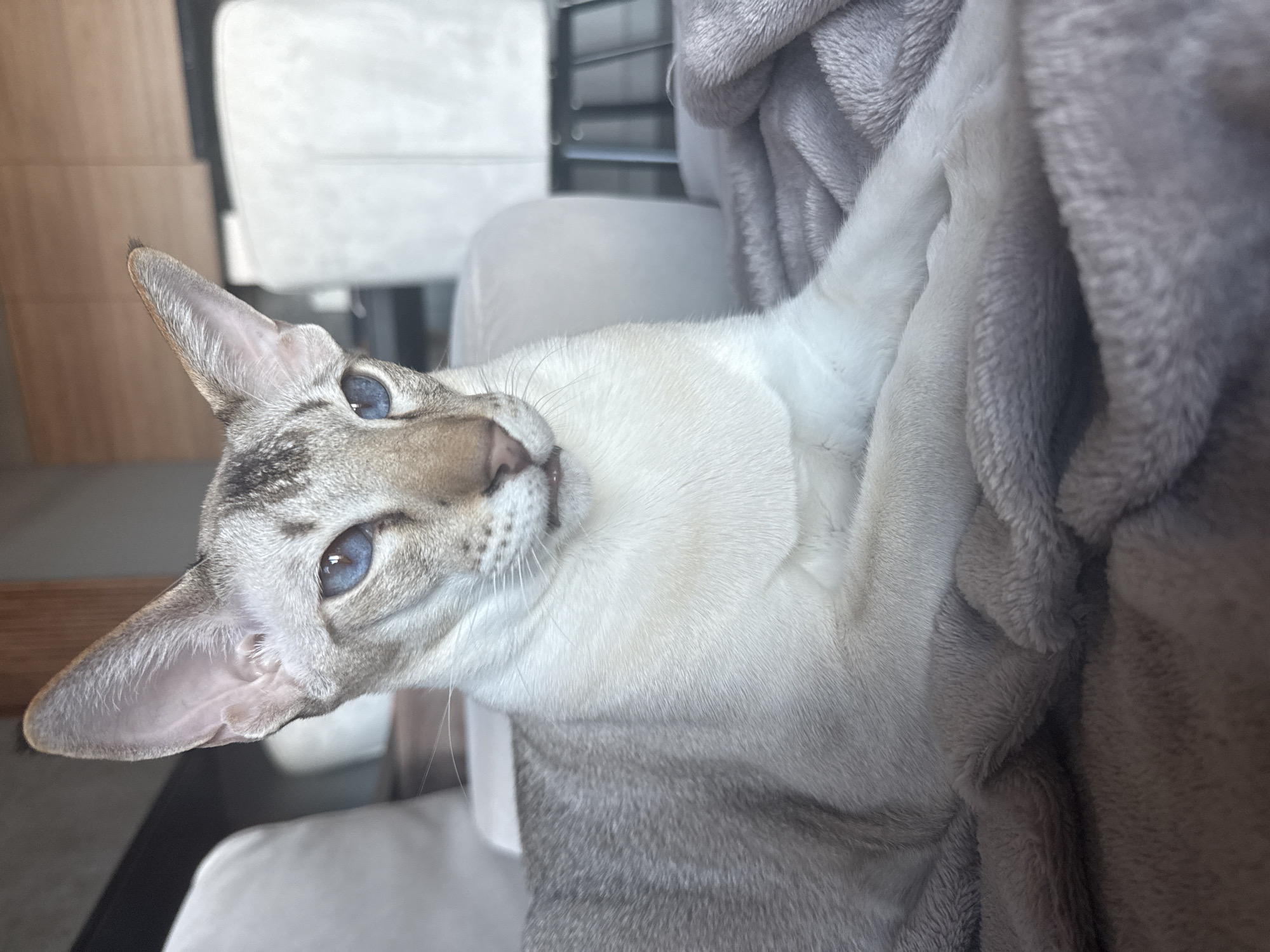 A slender, short-haired feline, specifically a Lynx Point Oriental Shorthair or Siamese cat, is depicted resting indoors. The cat exhibits striking pale blue, almond-shaped eyes, large pointed ears, and a light-colored coat with distinct tabby striping (points) on its head, ears, and limbs. The body fur is a very light grey or cream. It is lying on a soft, textured grey or taupe fleece blanket, with its paws tucked beneath its chest, looking calmly to the right of the frame. In the background, modern interior furniture is visible, including light-colored upholstered sofas or chairs and light wood-toned wall paneling or cabinetry. The scene is well-lit, suggesting natural light. The visual elements within the image, such as the furniture and architectural details, do not provide specific geographic markers identifying the location as Saint Petersburg, Russia.