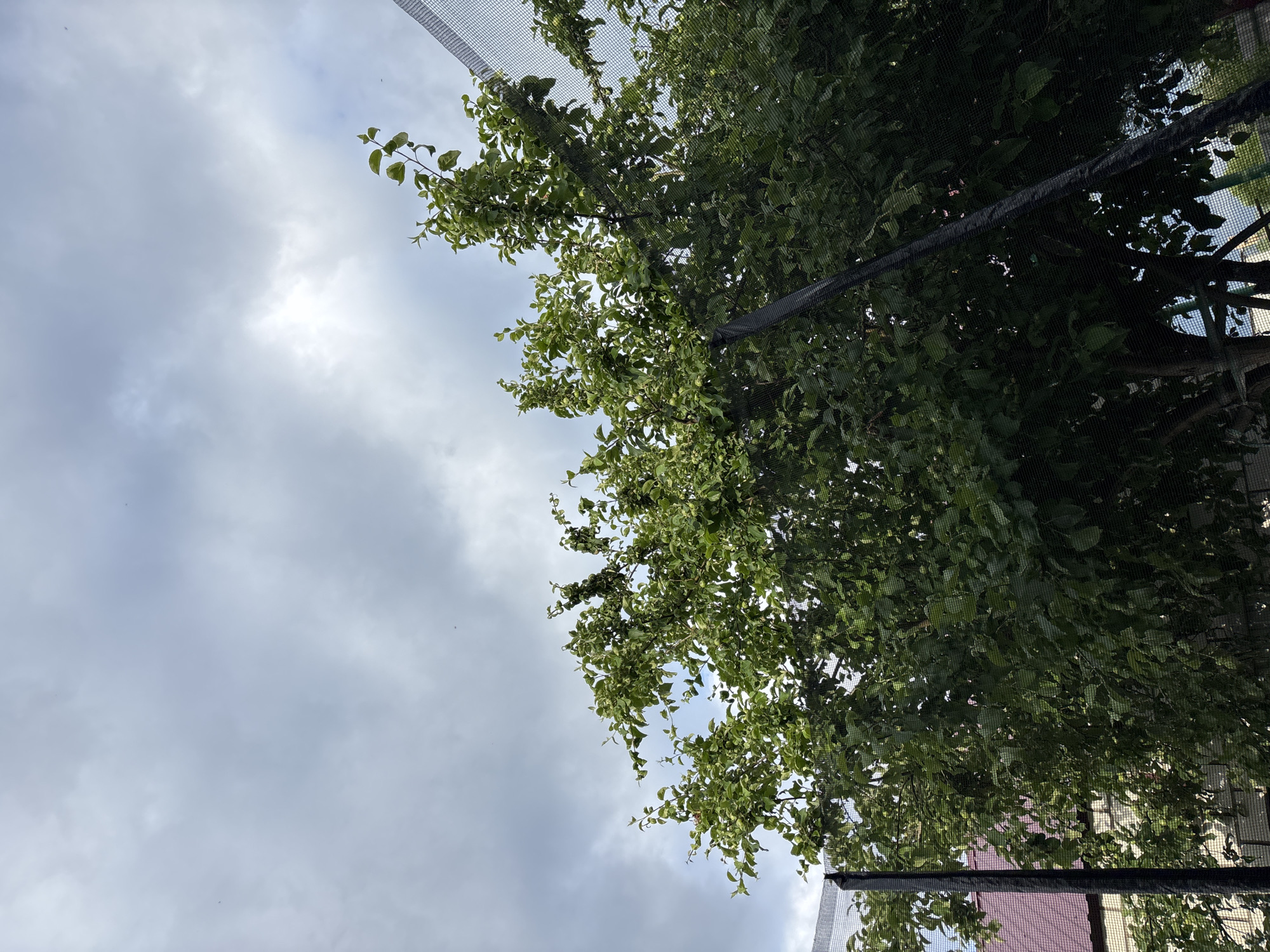 This media file is a low-angle, vertical shot looking up at a tree covered by a black net, with a cloudy sky in the background. The tree has lush green leaves and appears to have some small fruits on its branches. The net is likely a protective covering, possibly for the fruit from birds or other pests. The sky is overcast with white and gray clouds, suggesting it is daytime, likely during the day. In the lower right corner, a portion of a pink building with a grid pattern is visible, peeking through the foliage and net. The overall scene is natural, with the tree and sky dominating the frame. No people are visible in the image, and there is no visible text. The setting appears to be outdoors, possibly a garden or orchard.