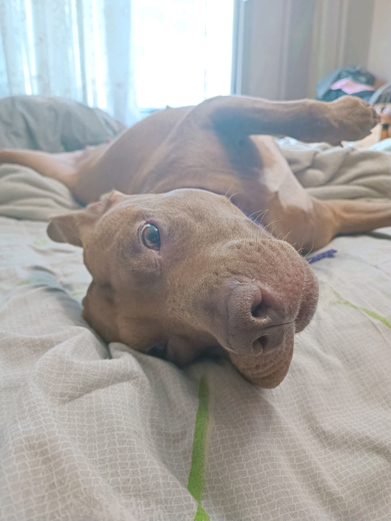 A brown dog is lying on its back on a bed with its legs in the air. The dog's head is turned to the side and its eyes are open. The bed is covered with a light-colored patterned sheet. In the background, there are sheer curtains and a window. This image was taken in Zaporizhzhia, Ukraine.