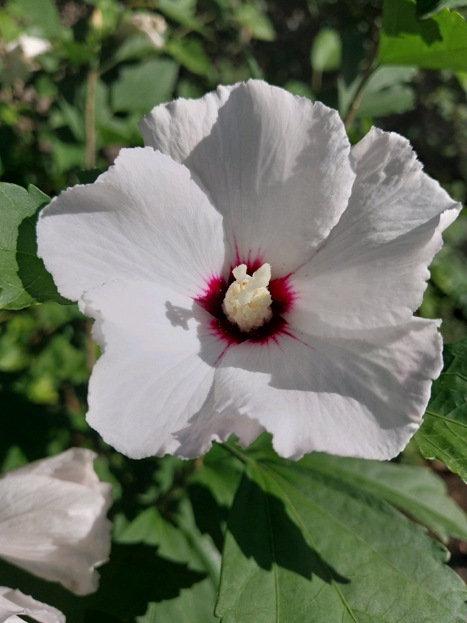 A single white hibiscus flower with a deep red center is in full bloom, its petals delicately unfurling. The flower is the primary subject, positioned centrally in the frame and sharply in focus. Surrounding the bloom, out-of-focus green foliage provides a soft, natural backdrop. The lighting suggests a bright, sunny day, casting subtle shadows across the petals and leaves. The image appears to have been taken outdoors, likely in a garden setting, possibly within the vicinity of Doslidne, Ukraine, judging by the information provided. The composition highlights the intricate details of the flower, from the textured surface of its petals to the vibrant color gradation in its center. No people or specific actions are depicted.