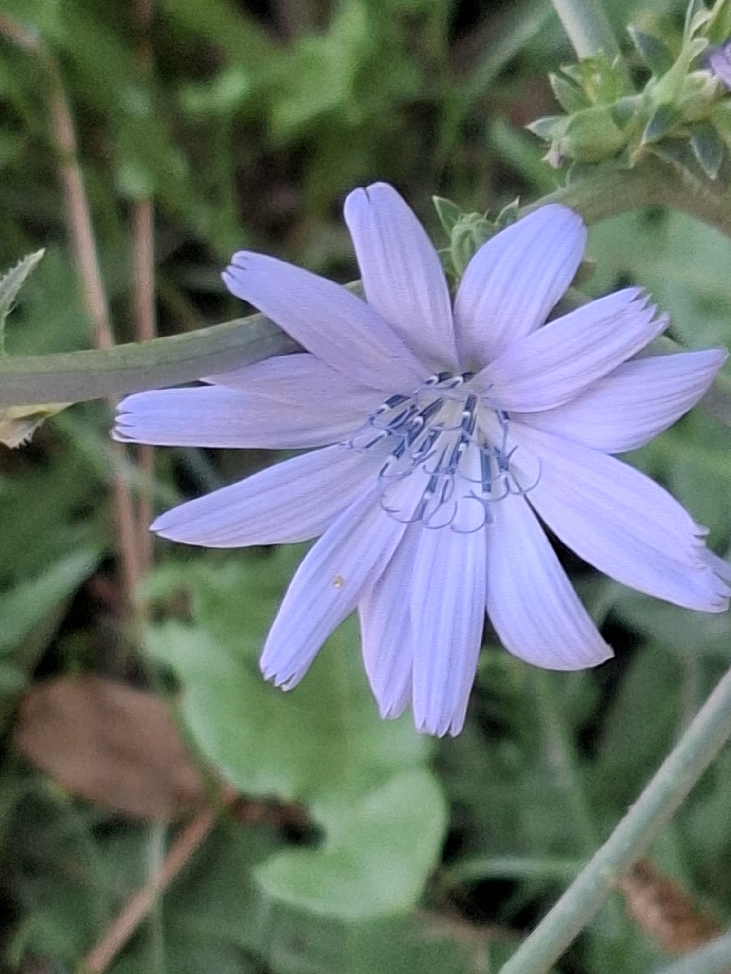 A close-up, slightly blurry photograph captures a single light purple flower with delicate, pointed petals. The flower's center features dark blue stamens. The background consists of green foliage and a few brown stems. The image does not contain any identifiable landmarks or elements specific to Almaty, Kazakhstan.