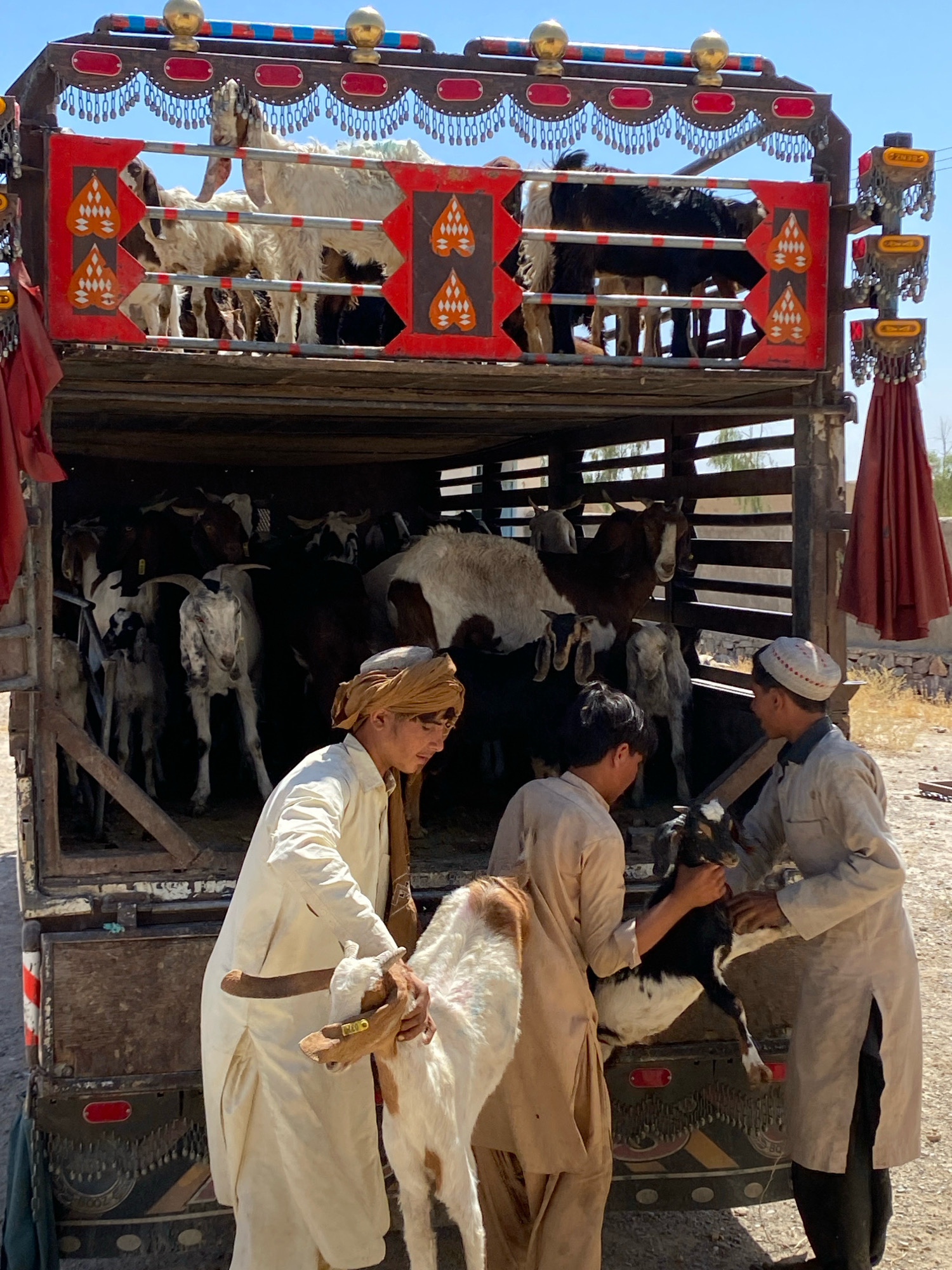 In Pasab, Afghanistan, two young men are tending to a truck loaded with goats. The truck bed is wooden and appears to be a multi-tiered structure designed to transport livestock. The upper level of the truck is adorned with decorative red panels featuring orange and white patterned designs, as well as colorful trim and hanging chains. Several goats, varying in color from white and brown to black, are visible on this upper level.
On the lower level, more goats are packed closely together. The two men are interacting with goats in the foreground. One man, wearing a light-colored tunic and a yellow turban, is holding a white and brown goat by its horns. The other man, dressed in a light brown tunic, is reaching towards a black and white goat. A third man, wearing a light gray tunic and a white cap, is standing to the right and also appears to be interacting with a goat. The environment is dusty and appears to be an outdoor setting, possibly a market or farm, with dry ground and some sparse vegetation visible in the background. A red draped fabric hangs from the side of the truck.
