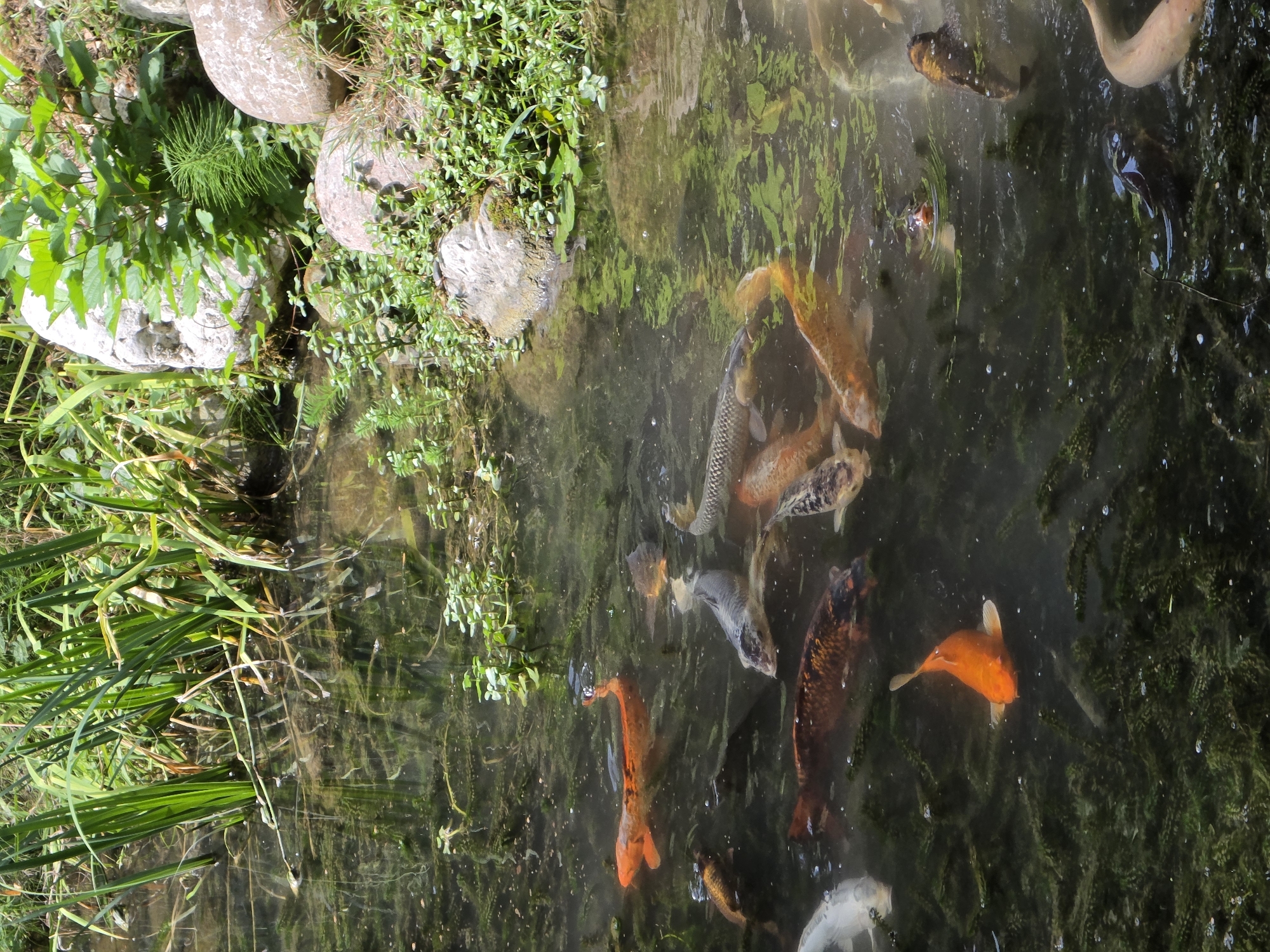 The image depicts a pond filled with numerous koi fish. The pond is surrounded by lush green vegetation, reeds, and large rocks, suggesting a natural or well-maintained garden setting. The water is clear enough to see the fish and the murky bottom covered in algae. Several koi, varying in color from bright orange to speckled grey and white, are visible swimming. Some are close to the surface, while others are deeper in the water. The sunlight reflects off the water, creating dappled patterns. The overall impression is one of a serene aquatic environment. The specific location in Bussolengo, Italy, is not determinable from the image alone, as the scene is generic and does not contain any identifying landmarks or signs.