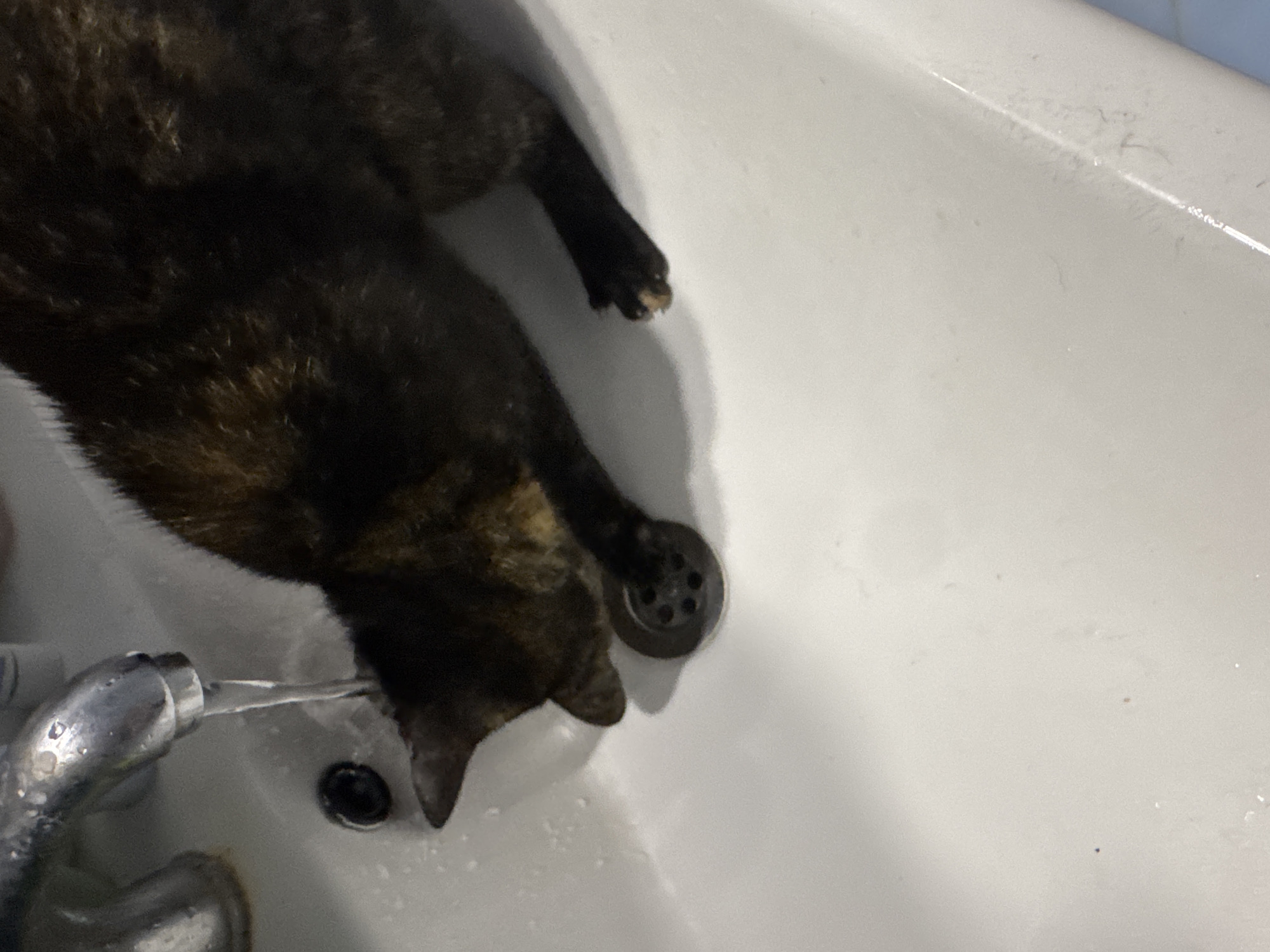 A tortoiseshell cat is drinking water from a faucet in a white sink. The sink has a dark-colored drain. The cat is positioned on the left side of the frame, with its head near the faucet. The sink appears to be in a bathroom or similar utility area.