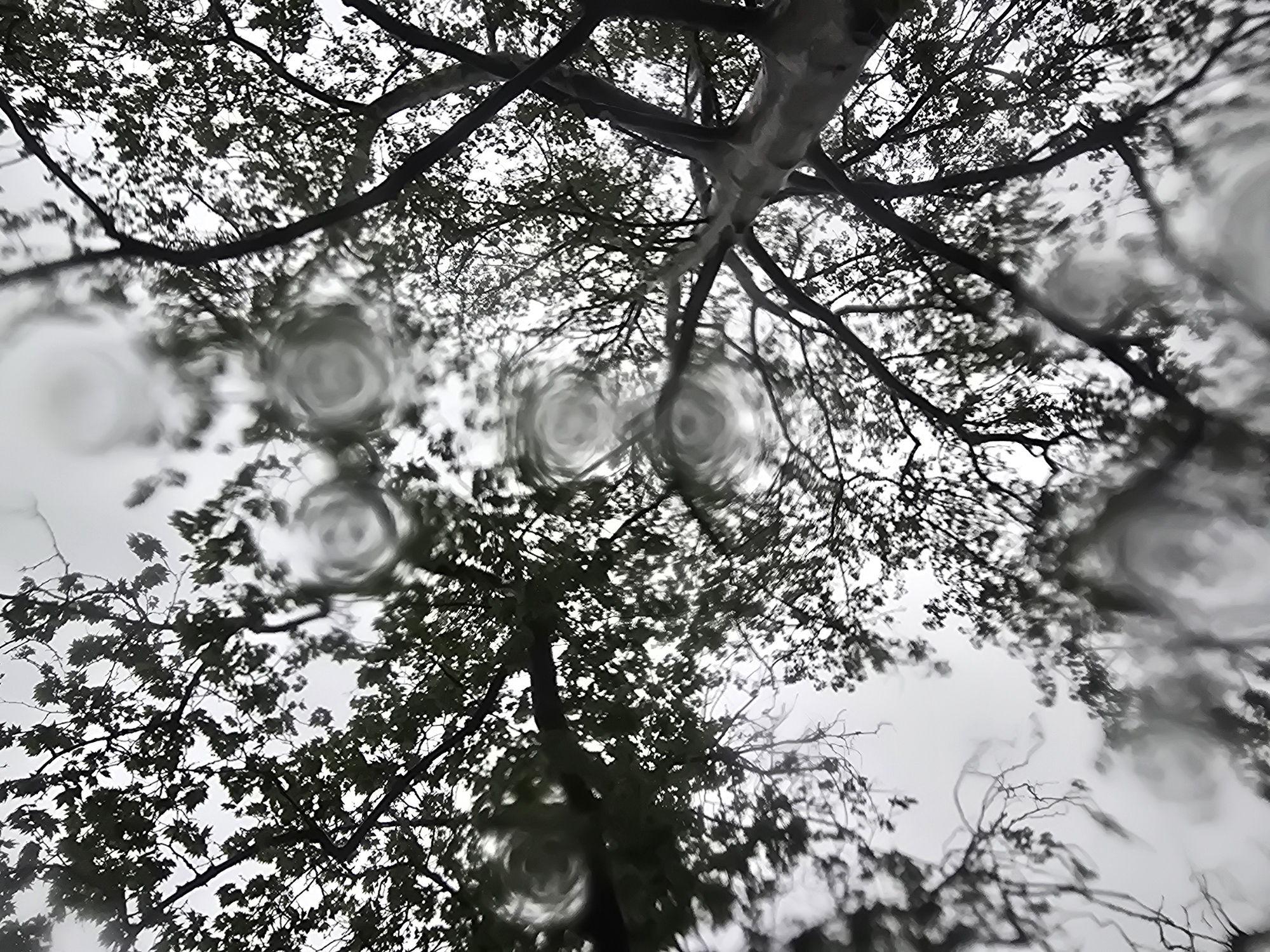 The image presents an upward view through tree branches towards a bright, overcast sky. The trees, their intricate branches, and dense foliage are silhouetted in dark shades against the light gray to white sky, creating a high-contrast scene. The perspective is from beneath the tree canopy, looking straight up.
A prominent feature of the image is the presence of numerous blurry, circular patterns scattered across the frame, especially in the foreground and mid-ground. These patterns strongly resemble water droplets or condensation on a translucent surface, such as a camera lens or a window. These droplets refract and distort the light and the tree shapes, creating unique swirling textures and abstract forms.
The overall color scheme is predominantly monochromatic, with dark greens and grays for the trees and bright whites and light grays for the sky. The presence of water droplets suggests wet weather conditions, likely rain or high humidity. The time of day appears to be daytime, though the overcast sky prevents direct sunlight. The image conveys a calm, somewhat introspective mood, observing nature through a veil of moisture. There is no visible text.
