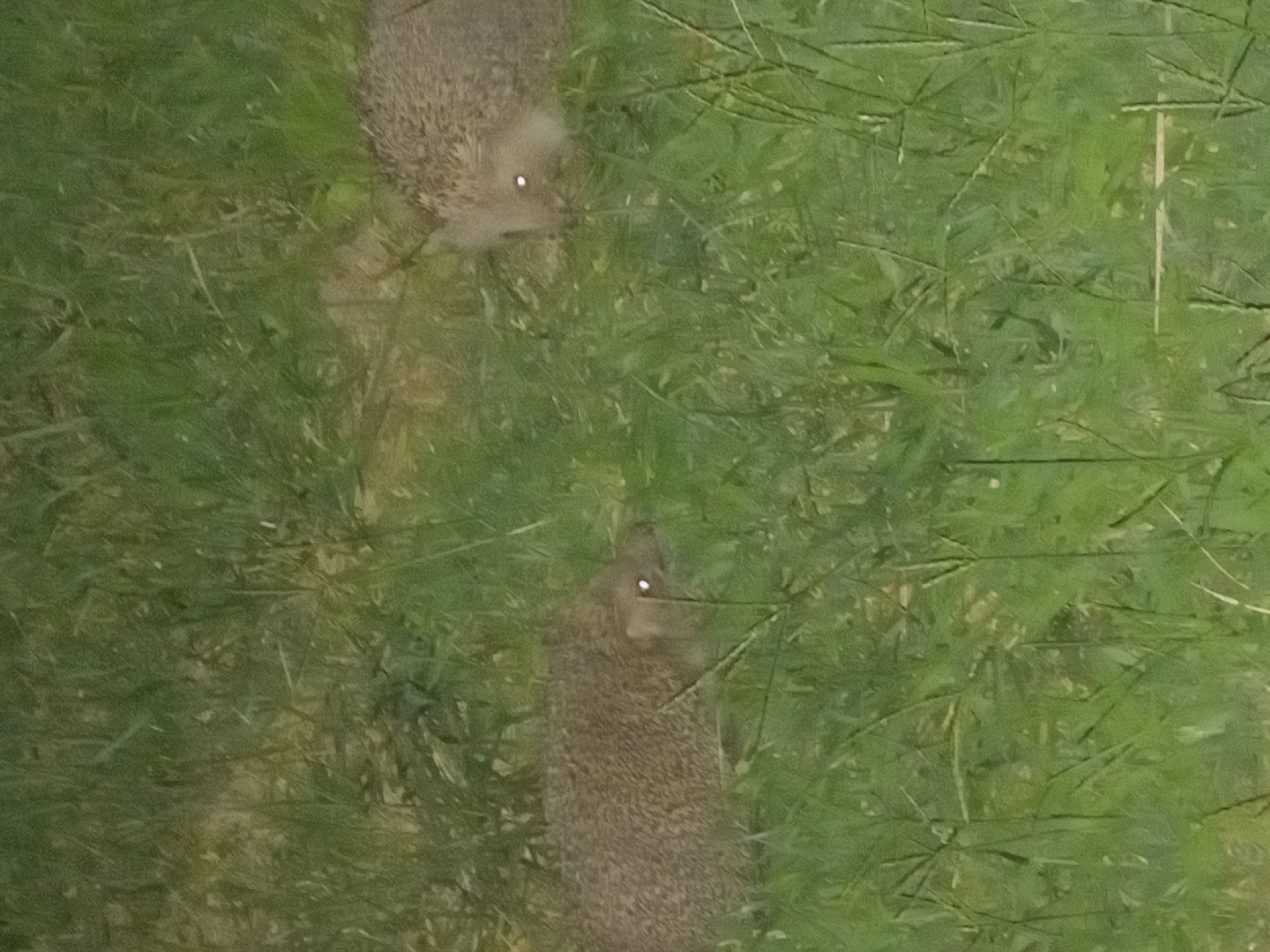 The image depicts two hedgehogs in tall grass at night. Both hedgehogs have their eyes reflecting light. The hedgehog on the left is facing right, and its snout is visible. The hedgehog on the right is facing left, with its snout also visible. The environment is a grassy area, likely outdoors, with blades of grass partially obscuring the animals. The lighting suggests it is nighttime, with a flash or artificial light source illuminating the scene. There is no indication of the city of Bodrum, Turkey in the image.