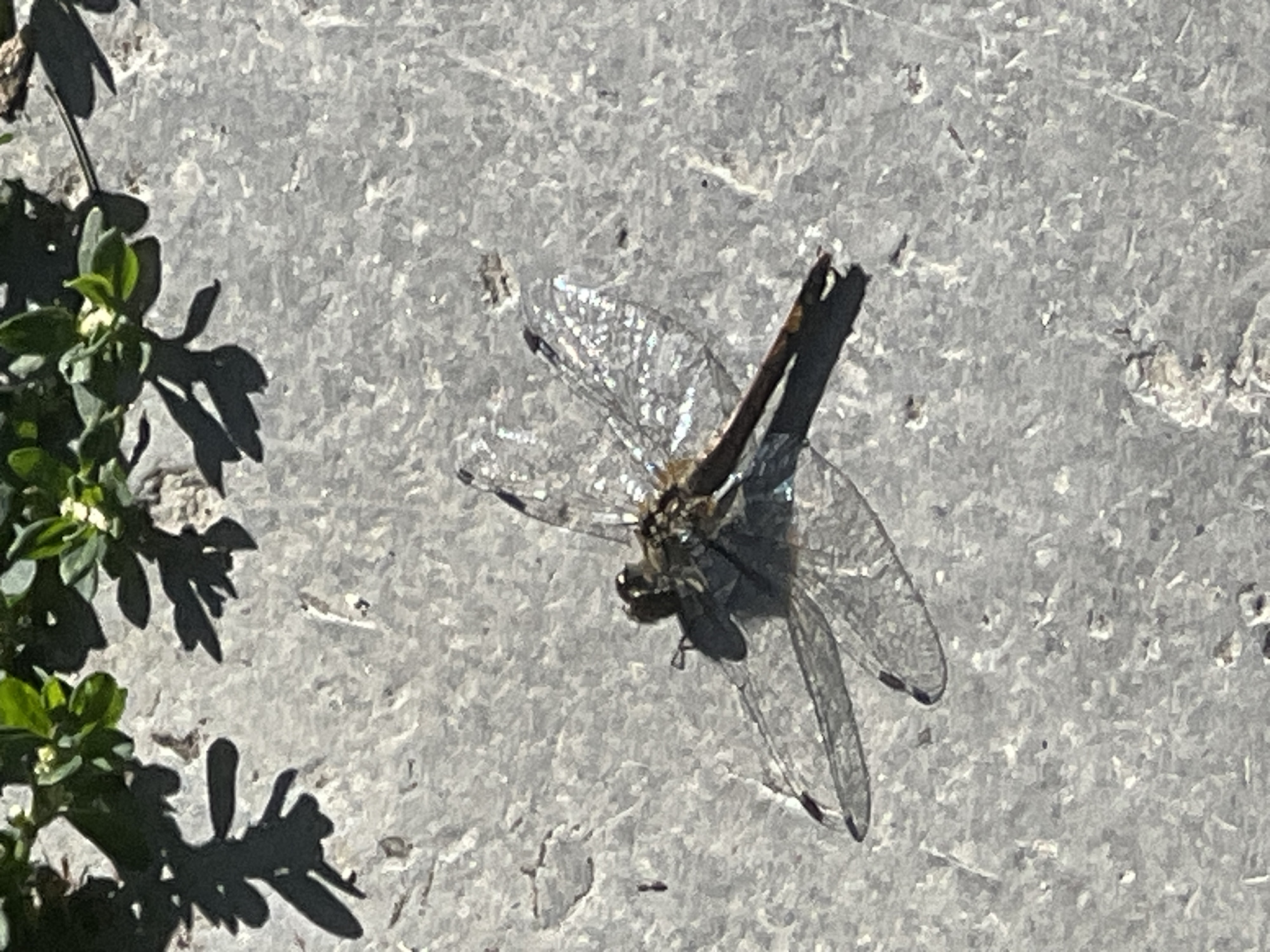 A dead dragonfly lies on a textured, gray concrete surface, casting a shadow. The dragonfly is positioned diagonally, with its wings spread open. Its body is brown and appears desiccated. In the upper left corner of the image, there are green leaves and shadows from foliage, indicating an outdoor environment. The scene appears to be located in Mochishche, Russia. There are no people or interactions depicted.