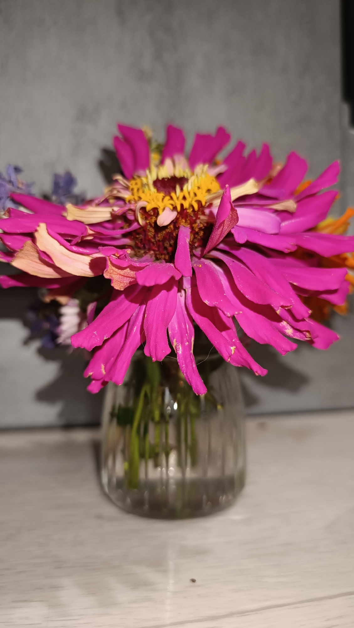 A close-up, eye-level shot shows a bouquet of flowers, primarily a large fuchsia zinnia with yellow and dark red centers, placed in a clear, ribbed glass vase. The vase is on a light-colored, wooden surface. In the background, a textured gray wall is visible, with some shadowy areas. The lighting is focused on the flowers, creating a spotlight effect. No people are present. The location is Chaikovsky, Russia.