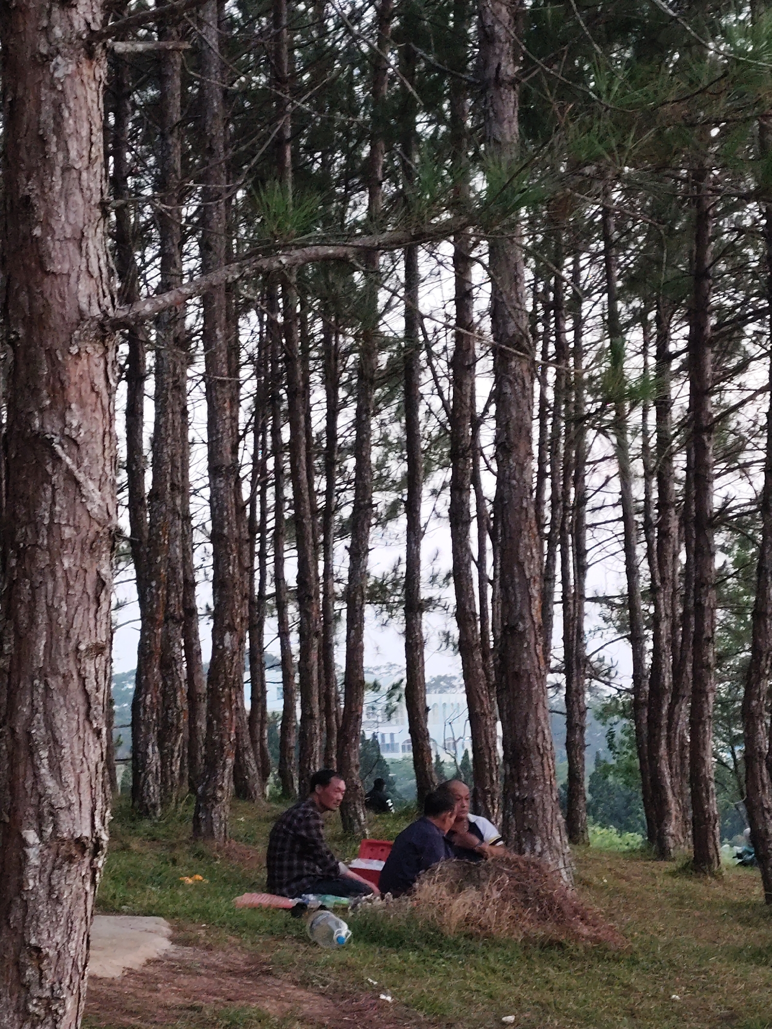 The scene is a park-like setting within a pine forest in Da Lat, Vietnam. The foreground is populated by densely packed pine trees with reddish-brown bark. Three middle-aged men are seated on the ground amidst the trees. One man, wearing a plaid shirt and dark pants, sits on a red mat. Another is dressed in a dark blue shirt. The third man wears a white shirt with black accents. In the background, there is a glimpse of buildings and lush greenery. A clear, empty plastic bottle lies on the ground near the seated men.
