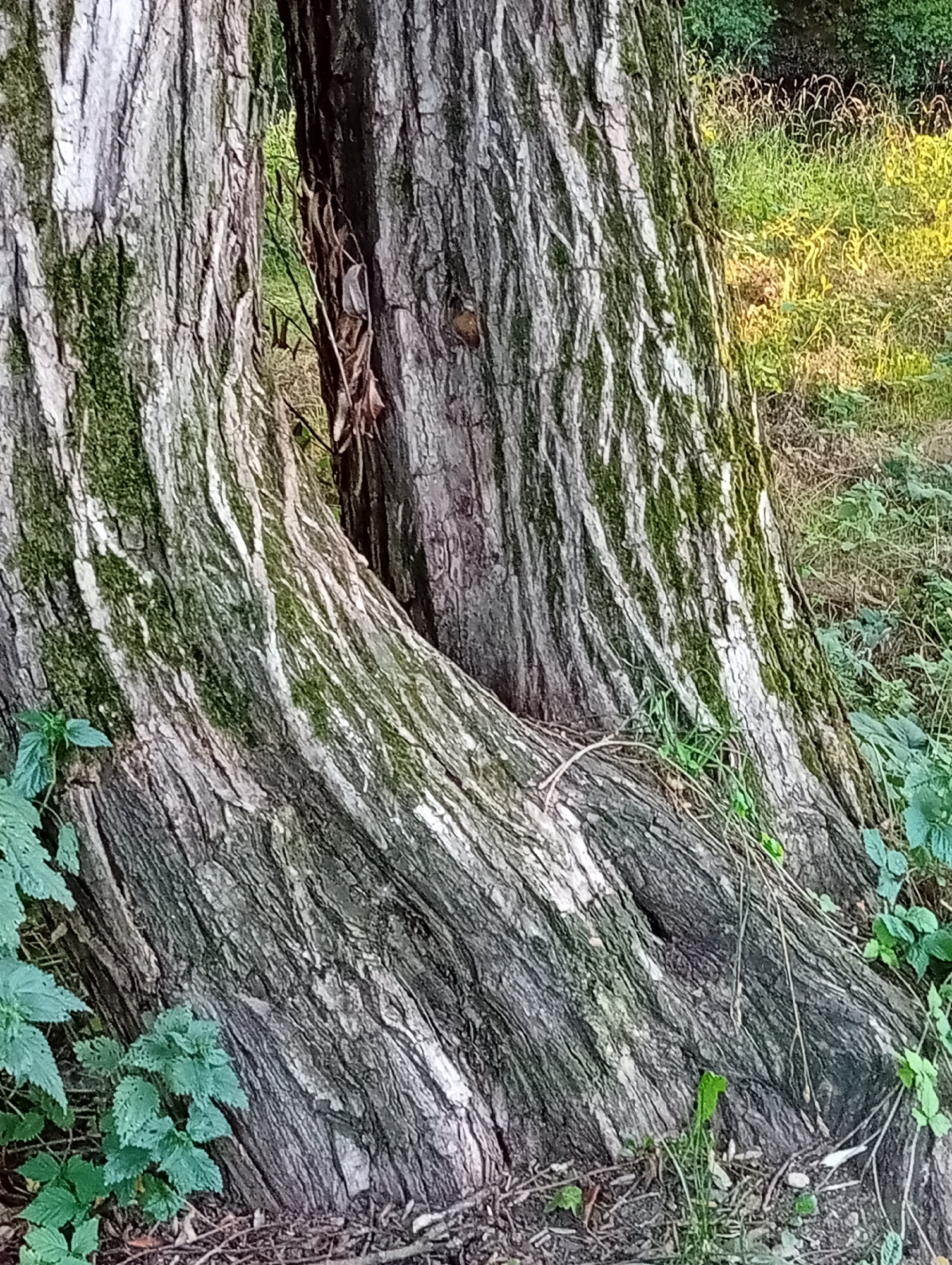 A close-up view captures the textured bark of two conjoined tree trunks, their surfaces weathered and marked with vertical striations. Patches of green moss cling to the bark in irregular patterns, adding a touch of color to the predominantly grey and brown tones. The trunks appear to be the base of a large tree, with the bark flaking and grooved. In the background, out of focus, is a grassy area with dappled sunlight and a dense line of green foliage. The ground at the base of the trees is covered with dry leaves and small twigs, with a few green plants growing at the edges. The scene is natural and appears to be in an outdoor setting, likely a park or wooded area within the city of Tišnov, Czechia. No people or actions are depicted in the image.