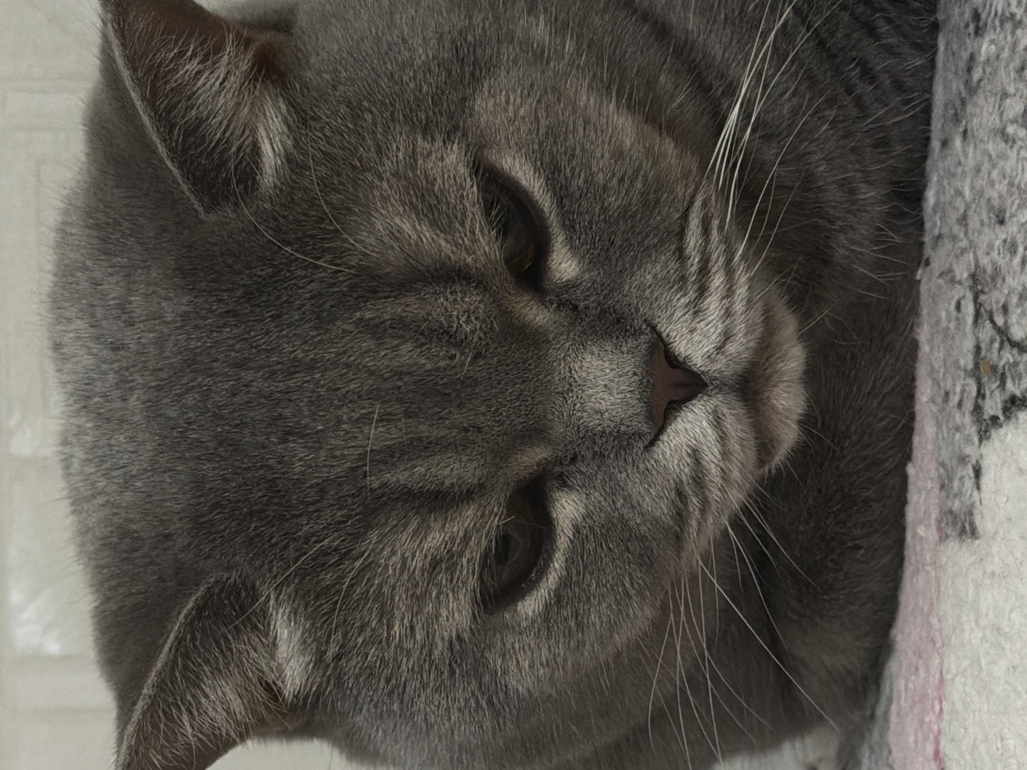 A close-up, slightly rotated, color image shows the face of a gray cat. The cat's eyes are partially closed. The cat's fur is dense and short. The nose is a dark pink. The cat's whiskers are visible, mostly white. Part of a light-colored patterned soft object is visible to the right of the cat's face.
Location: Unknown, Unknown.