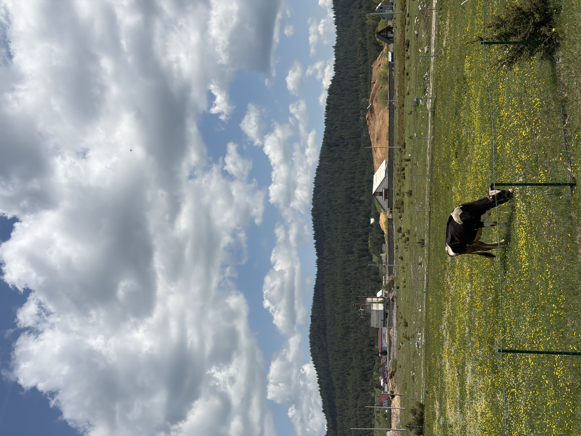 A slightly canted landscape depicts a meadow dotted with yellow flowers, where a black and white cow grazes near a green fence. The town of Njegovuđa, Montenegro, is visible with buildings, logs, and bare earth. A dense green forest ascends a nearby hillside. The sky is filled with light, fluffy clouds against a blue backdrop.