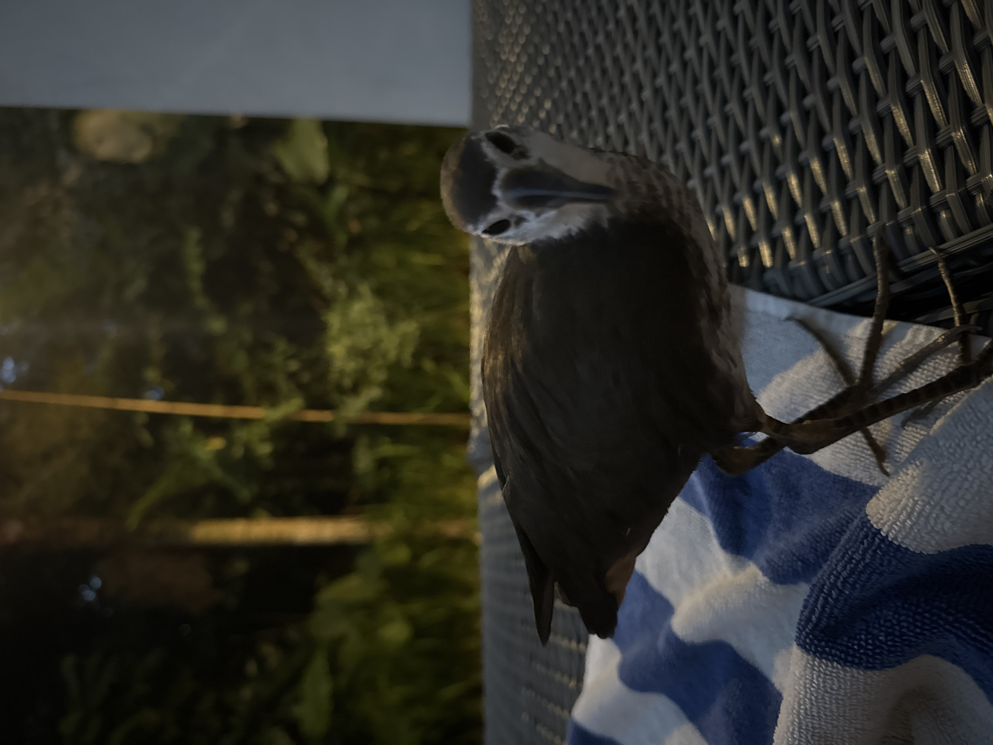 A gray and white juvenile striated heron (Butorides striata) stands on a blue and white striped towel draped over gray wicker furniture. The bird’s head is cocked and angled downward. Dark green vegetation with small yellow lights is visible in the background. The image was likely taken at night in Nusa Dua, Indonesia.