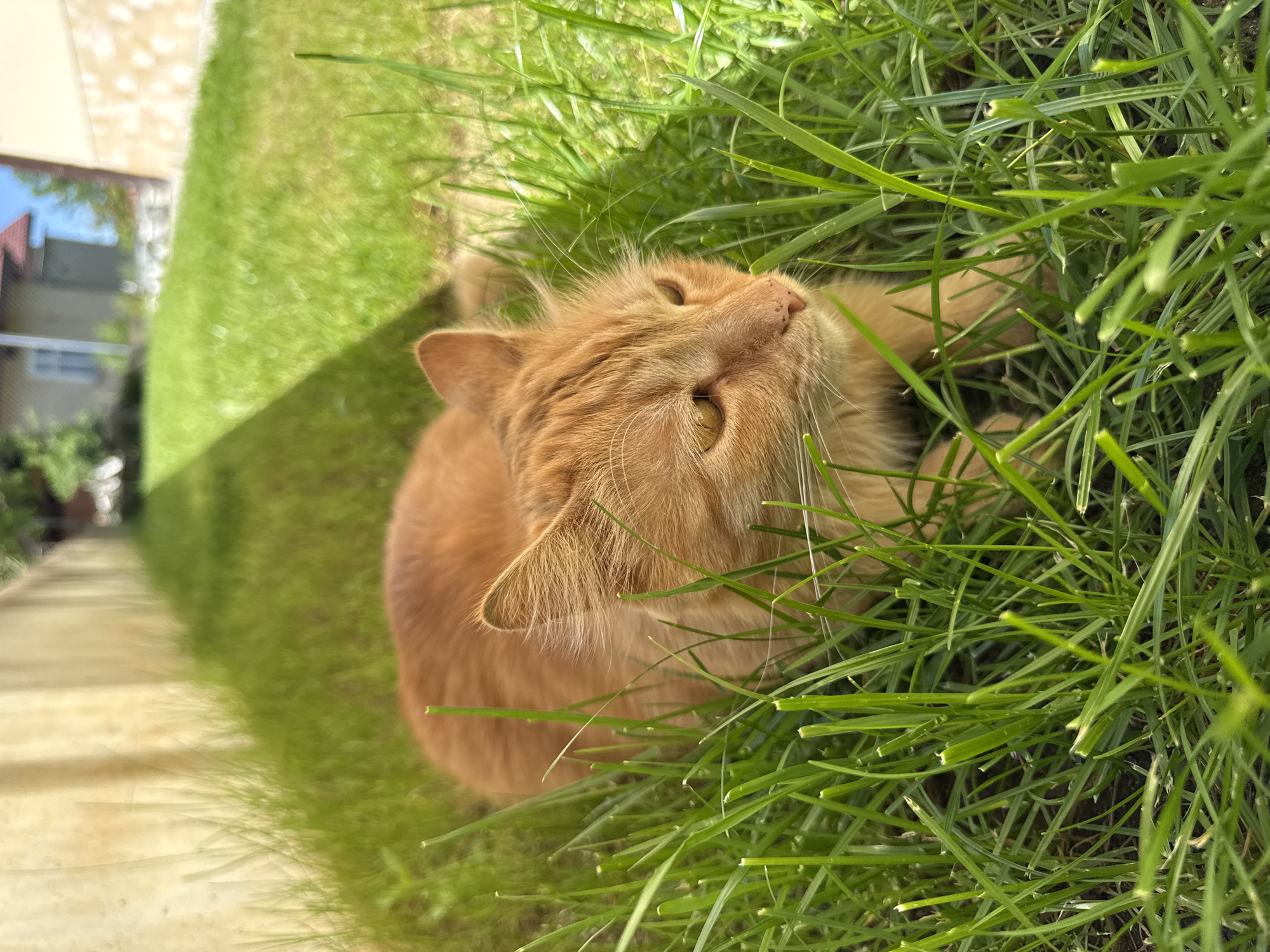 A tilted, eye-level photograph depicts an orange cat lying in green grass, outdoors. The cat's face is prominently displayed, surrounded by blades of grass. In the background, a sidewalk and a house are visible, suggesting the location is a yard or garden in a residential area. The overall impression is one of a sunny day and a relaxed atmosphere. The image was taken in Berkovitsa, Bulgaria.