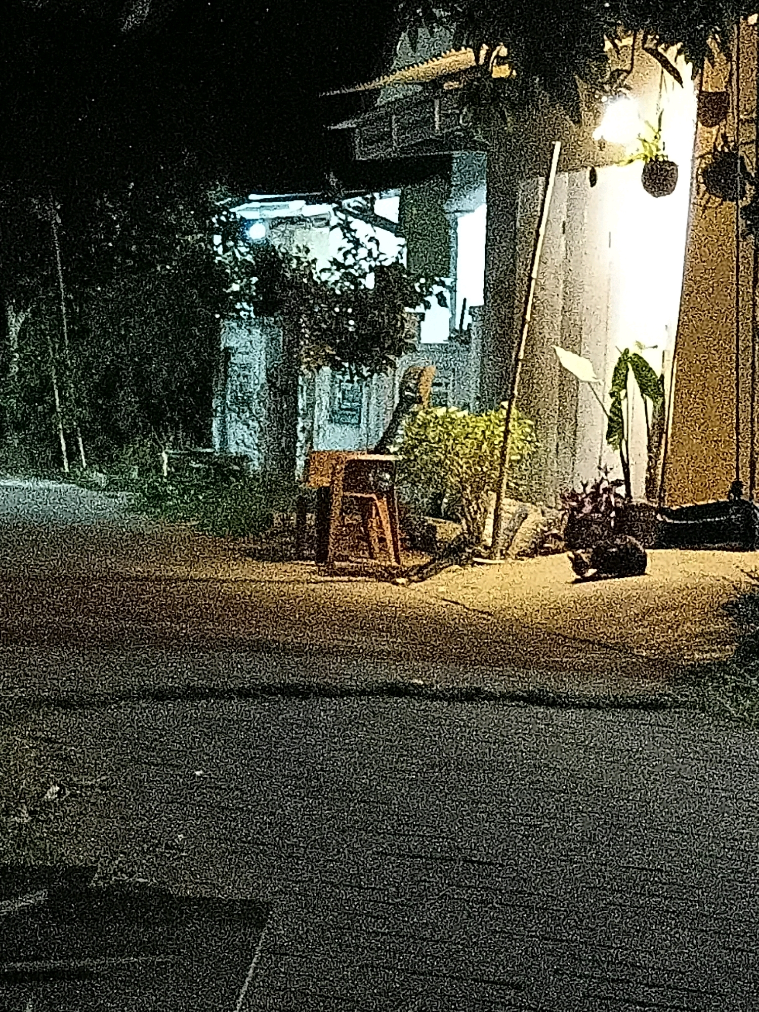 The image depicts an outdoor scene at night in Cikal, Indonesia. A dark-colored cat is visible sitting on a paved surface in the foreground, facing left. Behind the cat, there are various potted plants and a small, orange stool. A light pole is positioned behind the plants. In the background, a building with illuminated windows can be seen, partially obscured by trees. The scene is lit by artificial lighting, creating a dimly lit atmosphere.