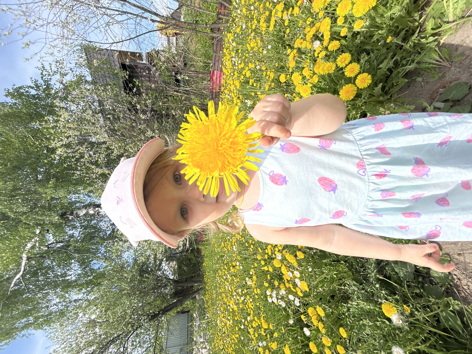 A young child with blond hair and blue eyes, wearing a light blue dress with pink strawberry patterns and a pink cap, stands in a field of dandelions in Noviy, Russia. The child holds a dandelion flower in front of her face, partially obscuring it. In the background are trees, a building, and a patch of red flowers or objects. The weather appears to be sunny, with a blue sky visible through the branches of the trees. The photograph is taken from a low angle, emphasizing the field of dandelions and the child's interaction with the flower.