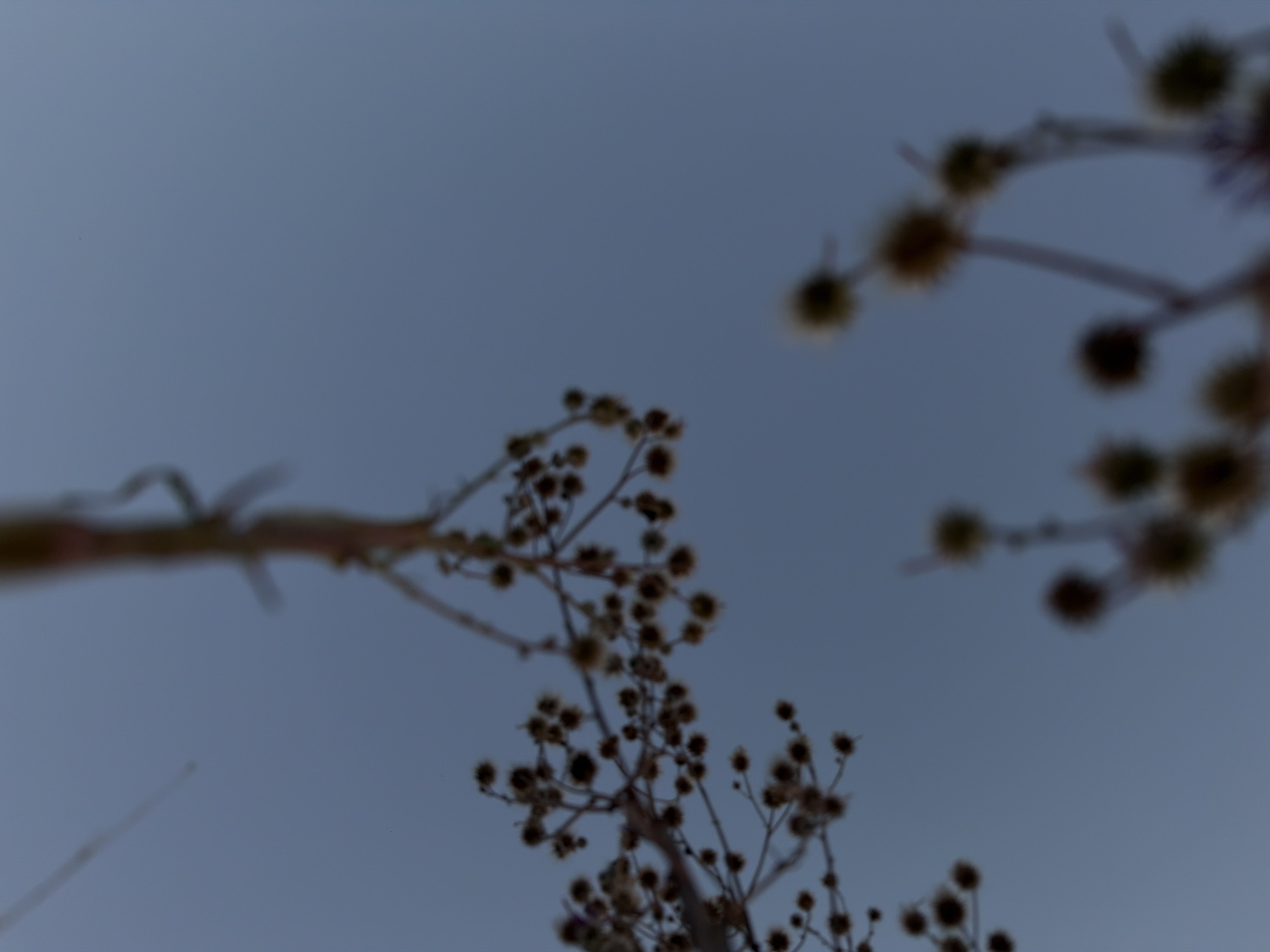 The image depicts a close-up, low-angle view of dried seed heads of a plant against a blurred, dusky blue sky. The seed heads are small, dark, and somewhat spherical, with visible fine spiky structures. They are clustered on thin, spindly branches, creating a delicate, almost skeletal appearance. The foreground and background are out of focus, with the sky providing a muted, even backdrop. No people, structures, or specific geographical features of Kamyshin, Russia, are discernible in this abstract botanical study.