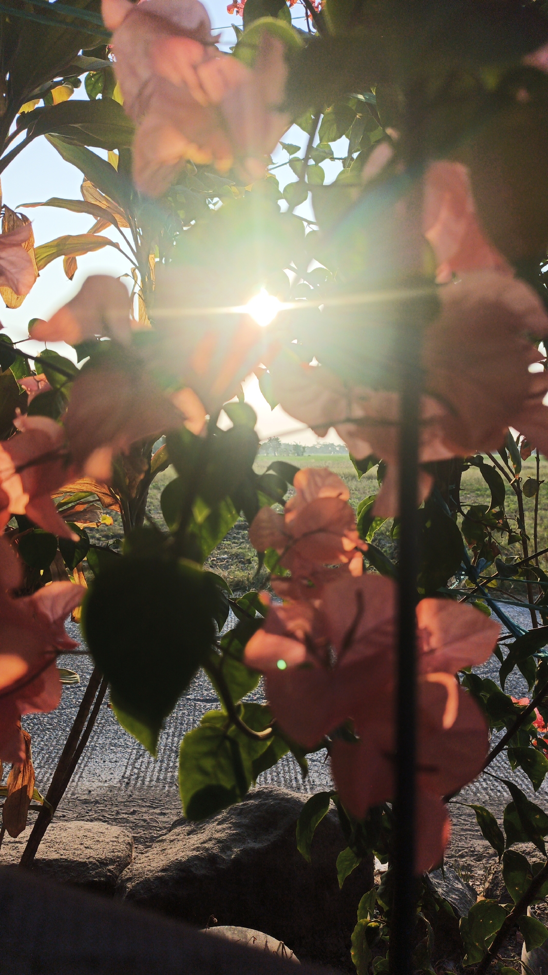 The image depicts a close-up view of salmon-pink bougainvillea flowers, partially obscuring the background. The sun is directly visible and bright, creating a lens flare effect that casts light and streaks across the scene. In the background, a field or grassy area is visible under a clear blue sky. The foreground shows a rocky texture and some gray, textured ground, possibly a pathway or pavement, with a stone in the lower center. The overall impression is one of a sunny day, possibly in a garden or outdoor setting in Santing, Indonesia. There are no people or animals visible in the image.