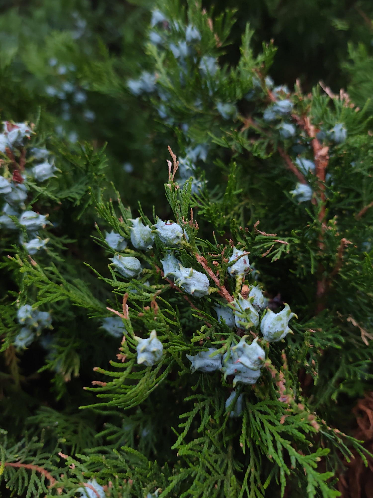 This is a close-up, eye-level, outdoor shot of a coniferous evergreen tree, likely a cypress or juniper, with numerous small, light blue, cone-like fruits or seed pods clustered on its branches. The foliage is a deep green, with some branches showing reddish-brown bark and dry, brown needles. The background is softly blurred, indicating a shallow depth of field, with darker green foliage suggesting more of the same tree or surrounding vegetation. The lighting appears to be overcast or shaded, resulting in soft shadows and muted colors. There are no people or animals visible. The image conveys a natural, botanical subject. The presence of such vegetation is common in many parks and gardens within the city of Sochi, Russia, a region known for its subtropical climate which supports a wide variety of evergreen plants.