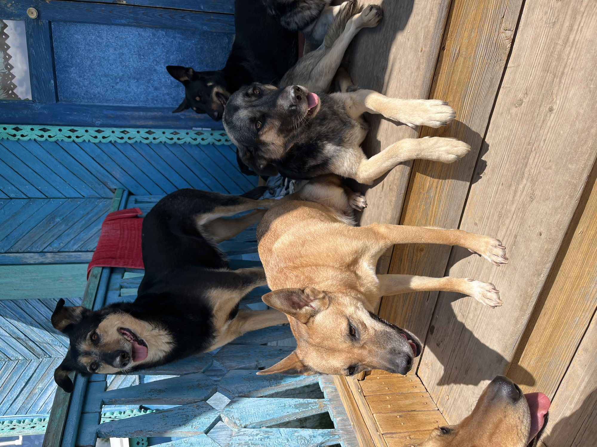 A group of several dogs are captured lounging on a rustic wooden porch on a bright, sunny day. The scene is illuminated by strong sunlight, casting clear shadows. The porch features a wooden floor and vibrant blue-painted wooden walls or railings, some adorned with decorative carved patterns. The paint on the wooden structures appears weathered and peeling in places, indicating age.
In the foreground, the head of a light-brown dog is visible, with its tongue slightly extended. Next to it, a black and tan dog lies relaxed on its side, looking directly at the viewer with a content expression and its tongue out. Behind this dog, another dog with a greyish muzzle and dark fur is also resting, its tongue out, appearing equally at ease. Further back, more dark-furred dogs are partially visible, contributing to the sense of a pack relaxing together.
A small piece of red fabric is noticeable on the blue wooden surface near one of the dogs. The dogs appear calm and comfortable, likely enjoying the warmth of the sun. Their relaxed postures and extended tongues suggest they are either panting from the heat or simply very content. The bright daylight creates a cheerful and serene atmosphere. There is no visible text in the image. The architectural style, particularly the carved blue wood, suggests a traditional outdoor setting, potentially a dacha in Nizhny Tagil, Russia.
