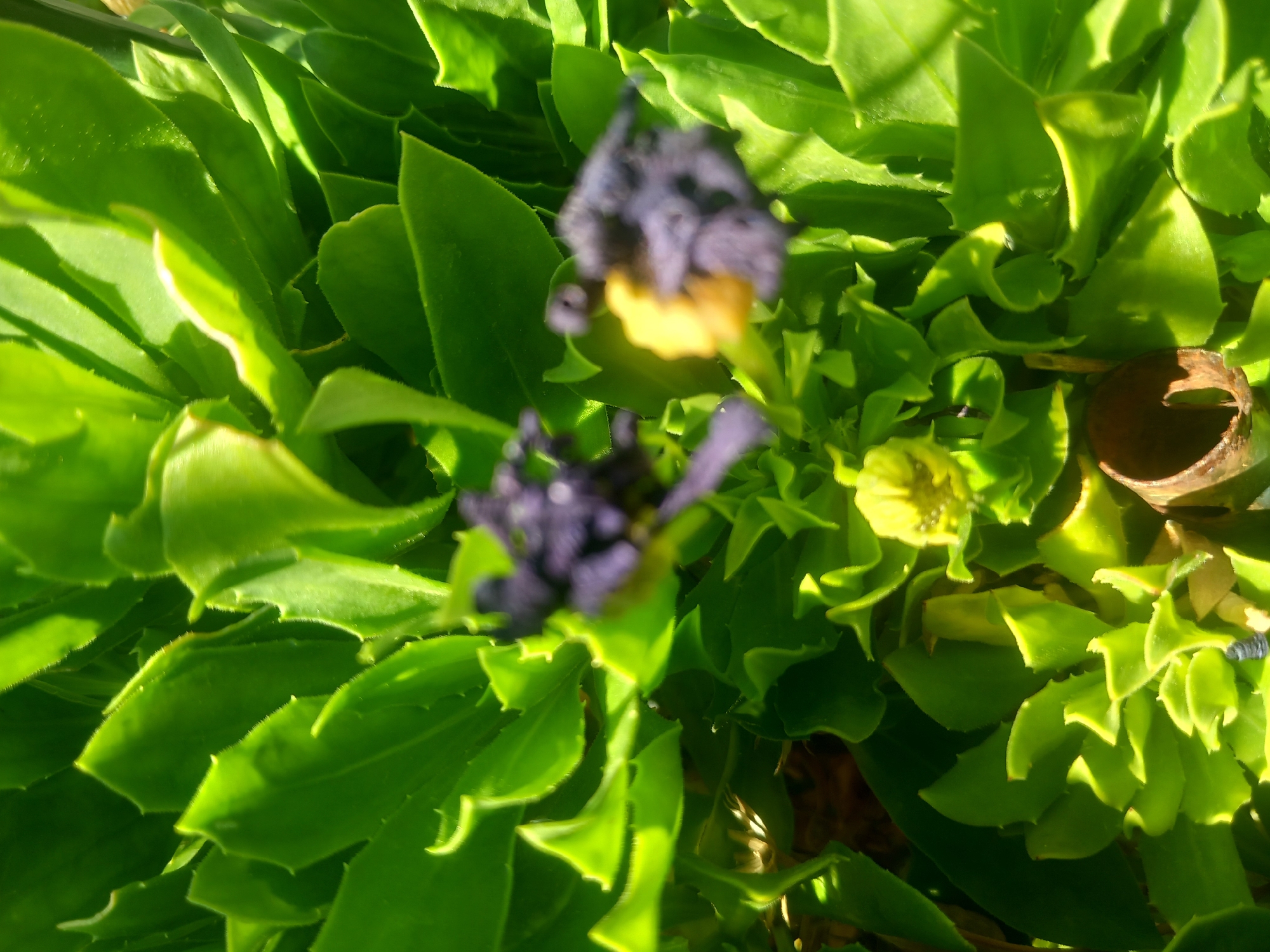The image shows a close-up of a green succulent plant with some wilting dark purple flowers. The leaves are thick, fleshy, and have serrated edges. The sunlight creates strong highlights and shadows on the foliage, indicating it is outdoors. There is a small yellow flower bud visible in the center of the plant. A rusty brown piece of what appears to be a dried-out stem or decorative element is present near the bottom center. The scene is likely an outdoor garden or natural setting within the city of Άγιος Νεκτάριος, Greece. No people are visible in the image.