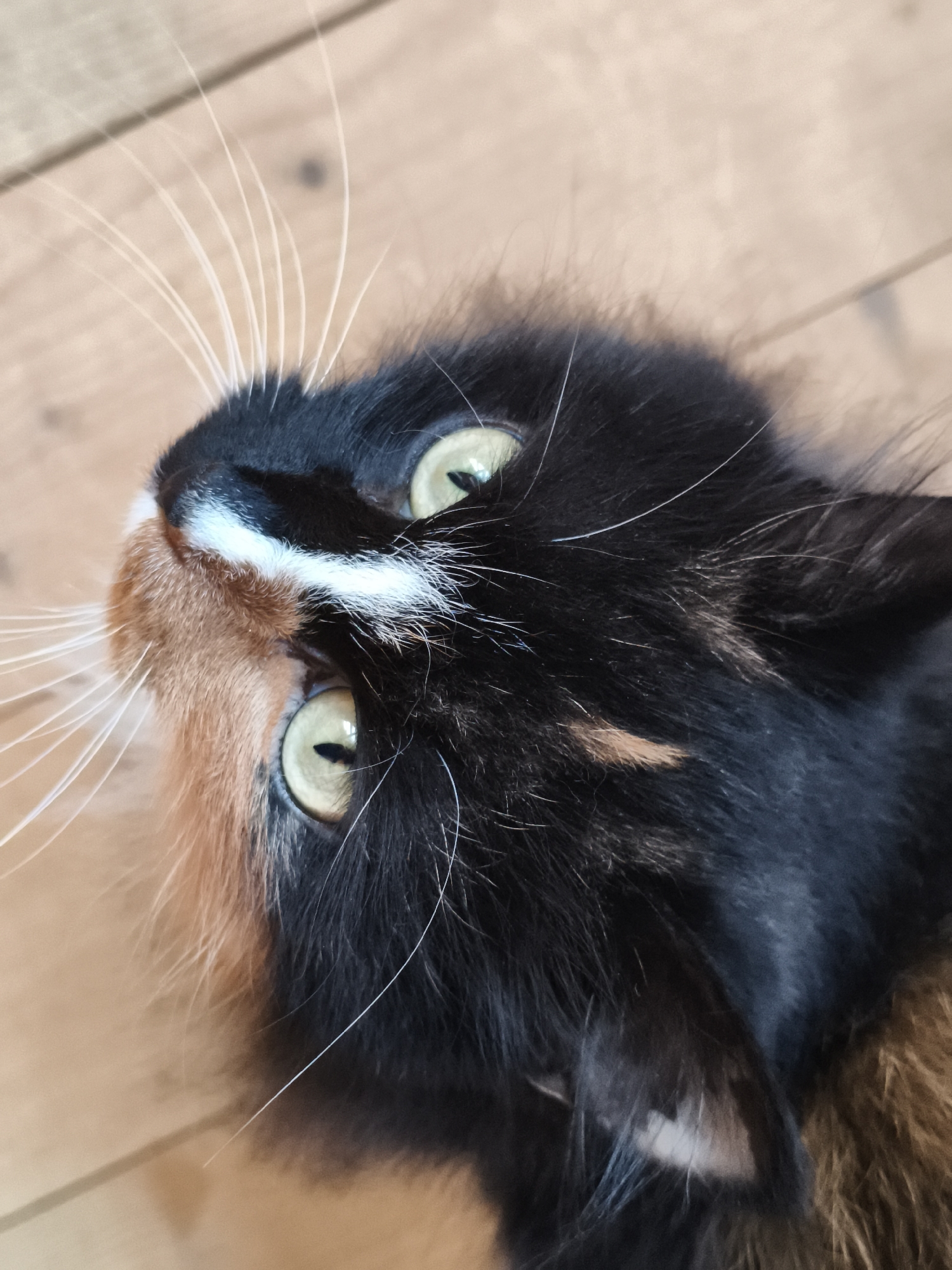 This is a close-up, overhead shot of a calico cat's face, tilted upwards. The cat has striking green eyes with black pupils, prominent white whiskers, and patches of black, orange, and white fur. The background appears to be a wooden floor. There are no people or any identifiable urban features present in the image, making it impossible to determine its location within Chaikovsky, Russia.