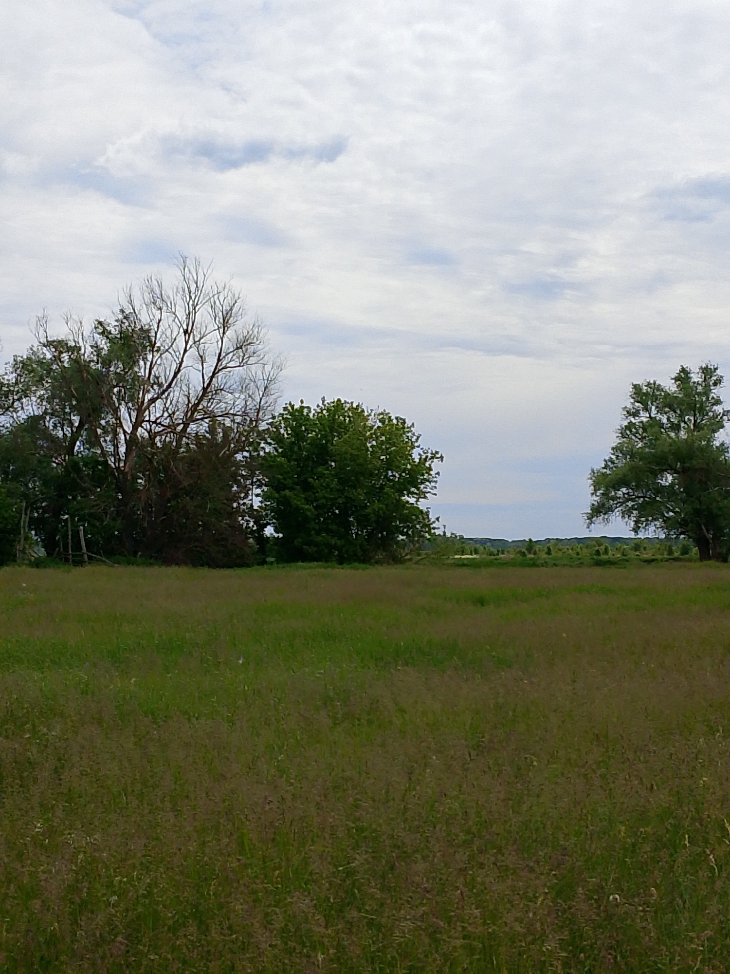 This image captures a wide, open natural landscape under an overcast sky. The foreground is filled with a field of tall grass, primarily green but interspersed with brownish-purple hues, suggesting dry or seeding growth. In the mid-ground, a line of trees forms a natural boundary. To the left, a cluster of trees displays a mix of dense green foliage and bare, gnarled branches. On the far right, a single, full-leafed green tree stands prominently. The distant background reveals a low, undulating line of trees or shrubs along the horizon. The sky is largely covered by white and grey clouds, indicating a cloudy daytime setting without direct sunlight. There are no people or specific activities occurring. The scene evokes a tranquil, untamed rural or wilderness environment. No visible text is present.