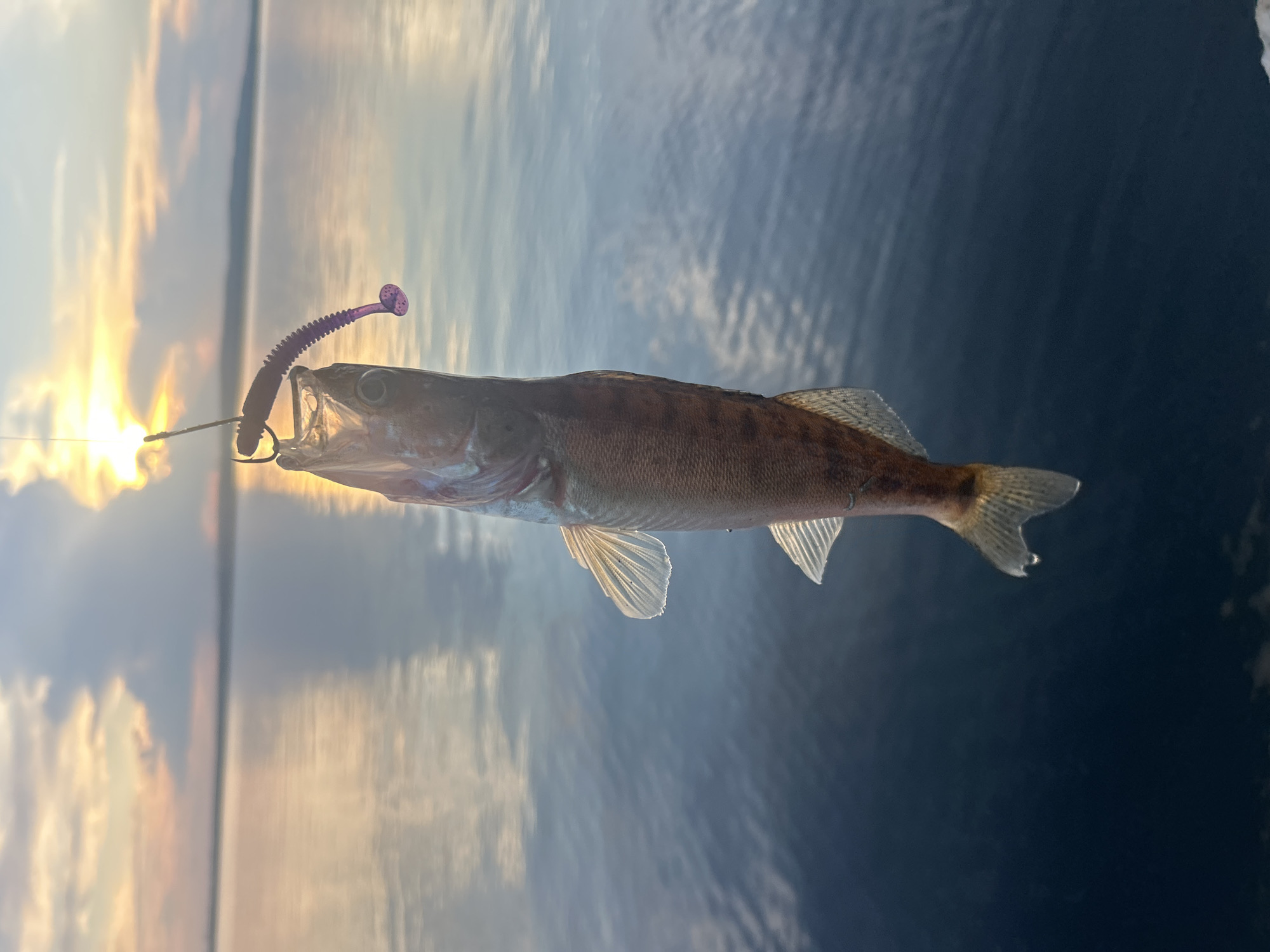 A small fish, caught on a hook with a purple lure, hangs suspended over the dark blue water of the Kama River. The sun is setting, casting a warm orange and yellow glow across the sky and the calm water, with soft clouds scattered above. The fish is viewed from below, with its transparent fins illuminated by the setting sun. This scene takes place at the Kama River embankment in Chaikovsky, Russia.
