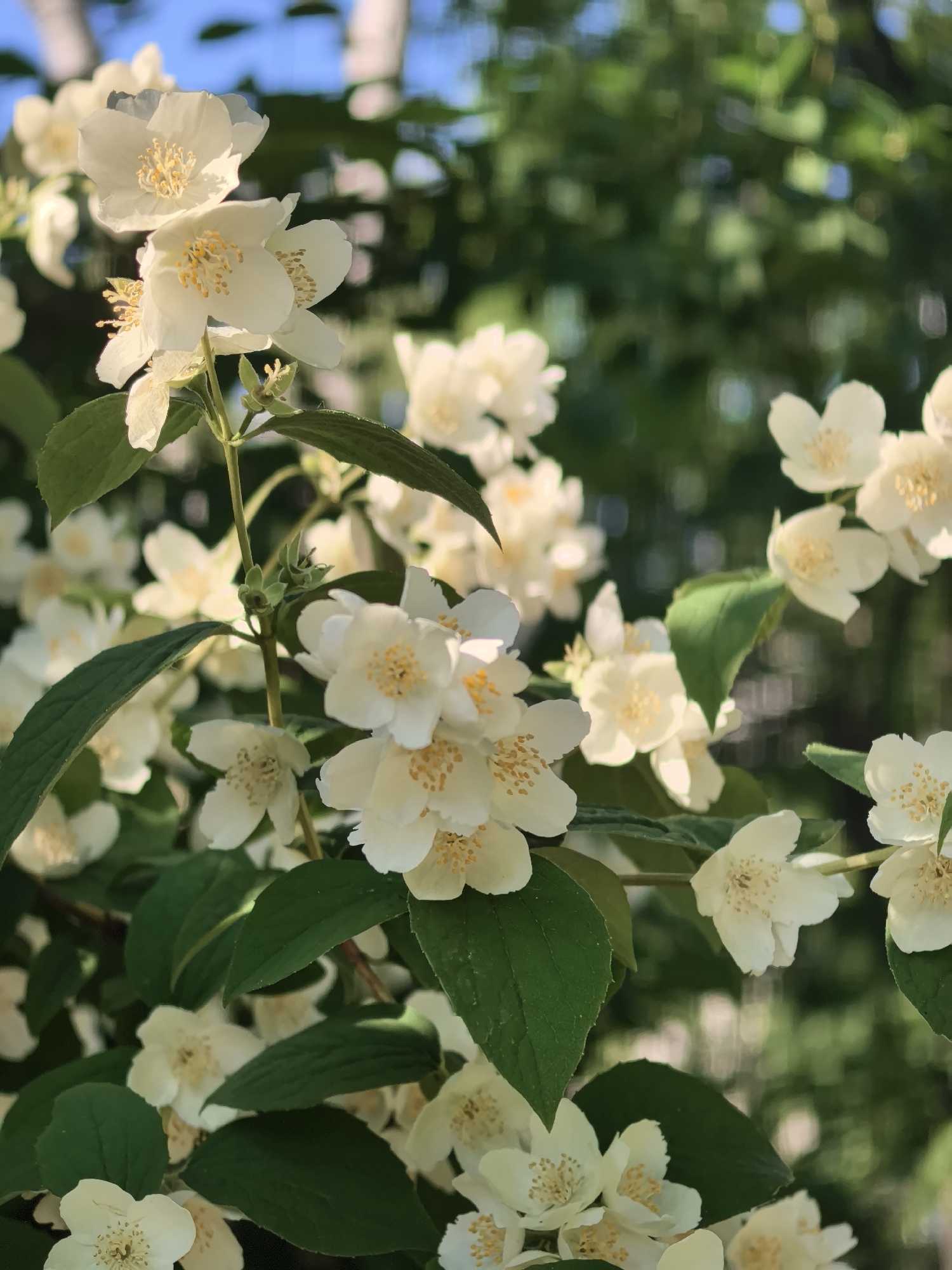 The image shows a close-up of a flowering plant, likely a mock orange (Philadelphus). The plant is covered in delicate, star-shaped white blossoms with yellow centers. The flowers are clustered together on green stems, with dark green leaves providing a contrast. The background is softly blurred, with hints of green foliage and blue sky visible, suggesting an outdoor setting during daylight hours. The lighting is bright, with sunlight illuminating the flowers and casting subtle shadows. There is no text visible in the image. The scene evokes a feeling of warmth and nature.