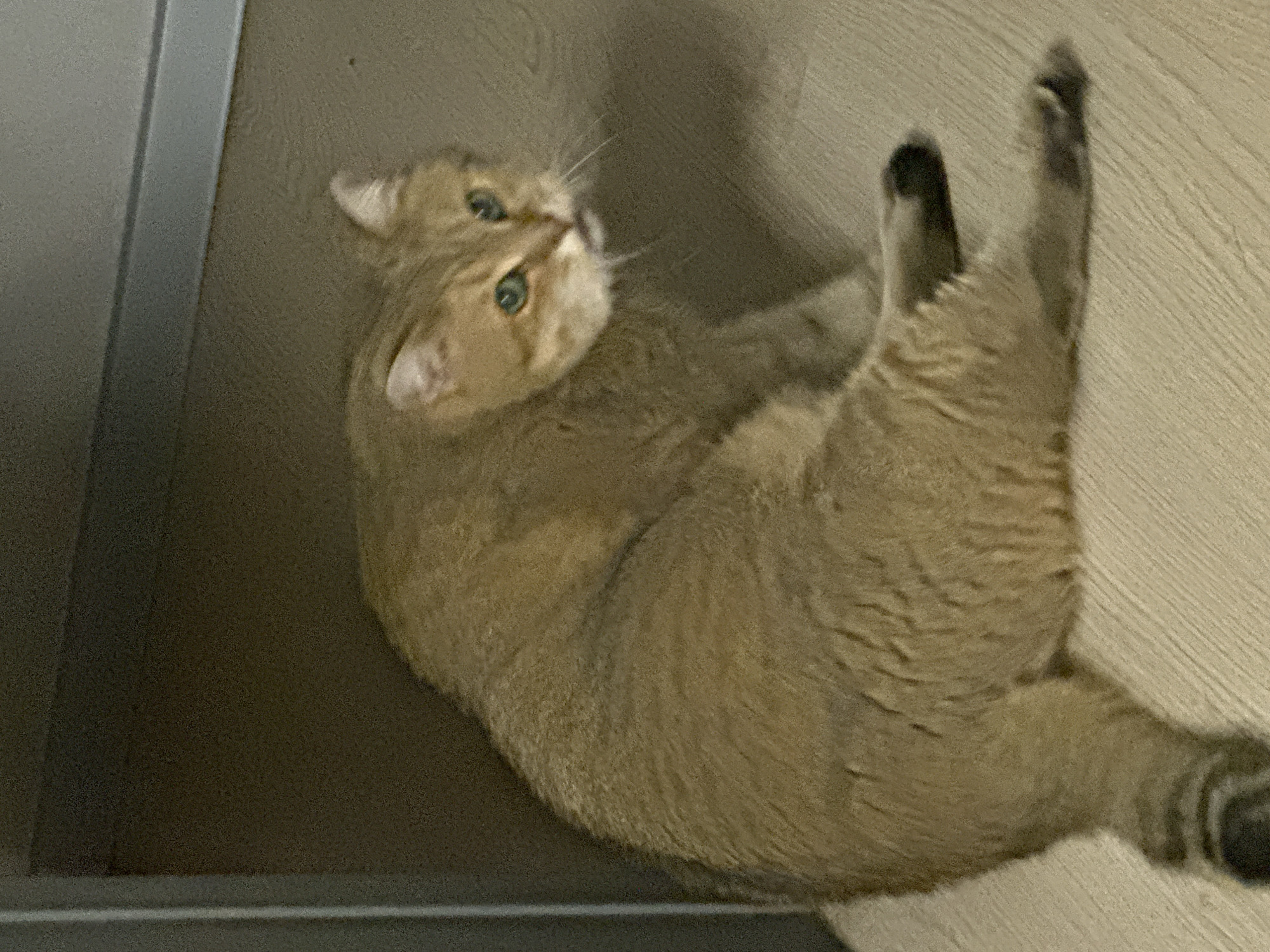 A golden-furred cat is lying on its back on a light-colored, wood-grained floor. The cat's head is tilted up and to the left, with its bright green eyes looking in that direction. Its front paws are raised in the air, one slightly higher than the other. The cat's body is relaxed, indicating it is comfortable. The background is a muted, neutral tone, with a vertical gray element on the left side of the frame, possibly a piece of furniture or a wall. A shadow of the cat is cast on the floor behind it. The lighting suggests an indoor setting, possibly in the evening or a dimly lit room. There is no visible text in the image.