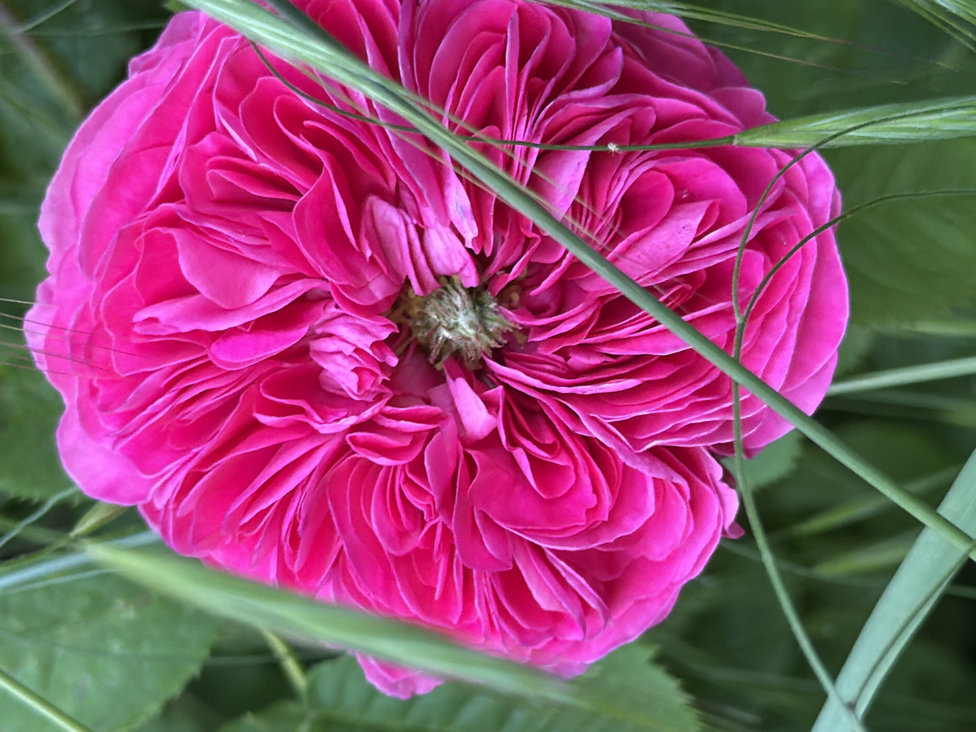A close-up photograph shows a fully blossomed, bright pink rose, densely packed with petals, amidst green foliage. Thin, green stalks of grass crisscross the flower. The image appears to be taken outdoors. There is no information to suggest that this image was taken in the city of Beryozovy, Russia. There are no discernible people, subjects, actions, or interactions in the image. The focus is solely on the flower and its immediate environment.