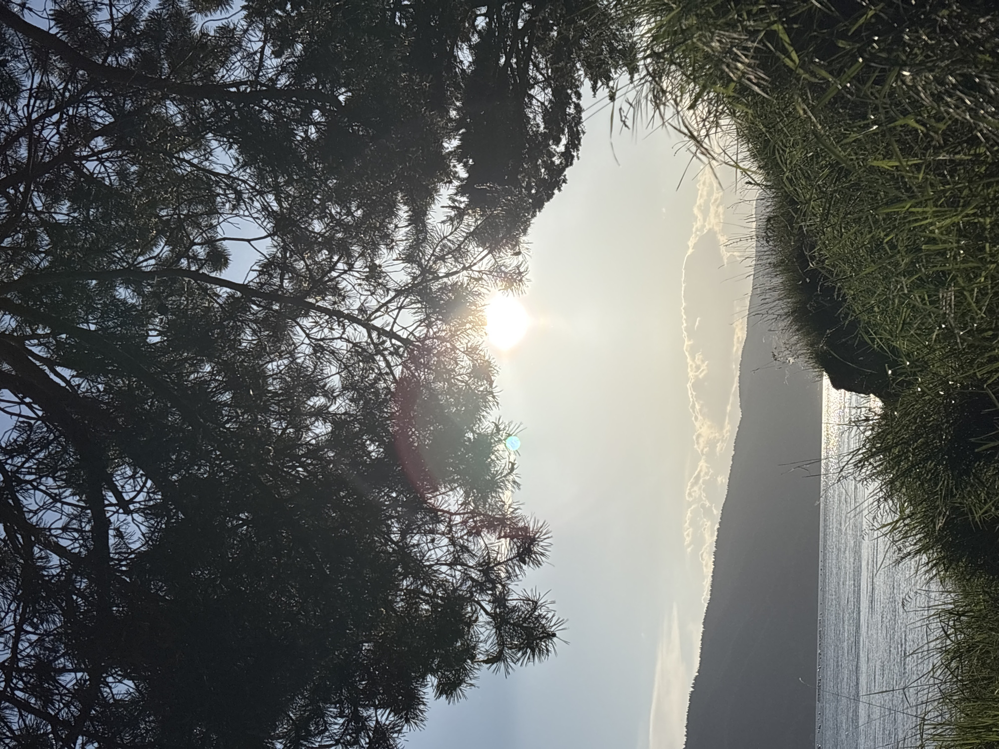 The image depicts a landscape with natural elements. A dense, dark green pine tree occupies the left side of the frame, its branches extending towards the center. The sun shines brightly through the tree's foliage, creating a lens flare effect.
To the right of the tree, the scene opens up to a body of water, possibly a lake or ocean. The water's surface reflects light, creating a shimmering effect. A dark, mountainous landmass is visible in the background, partially obscured by clouds or mist. The right edge of the image features tall, green grass, suggesting a shoreline or field.
The image is oriented vertically. No people are visible. The location is labeled Unknown, Unknown.