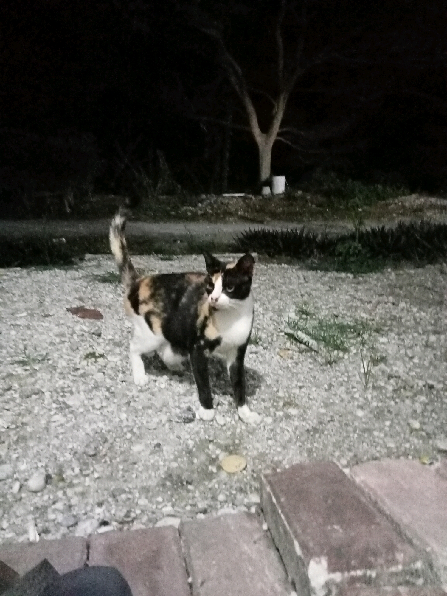 A calico cat is standing on a gravel surface at night. The cat is facing towards the left of the frame, with its head turned slightly towards the camera. It has patches of black, white, and orange fur. The background is dark and shows a bare tree with a white bucket at its base, and some low-lying vegetation. In the foreground, there are some large, rectangular reddish-brown objects, possibly pavers or bricks. The scene appears to be an outdoor area, possibly a yard or pathway. There is no indication of the city of Kualu, Indonesia.