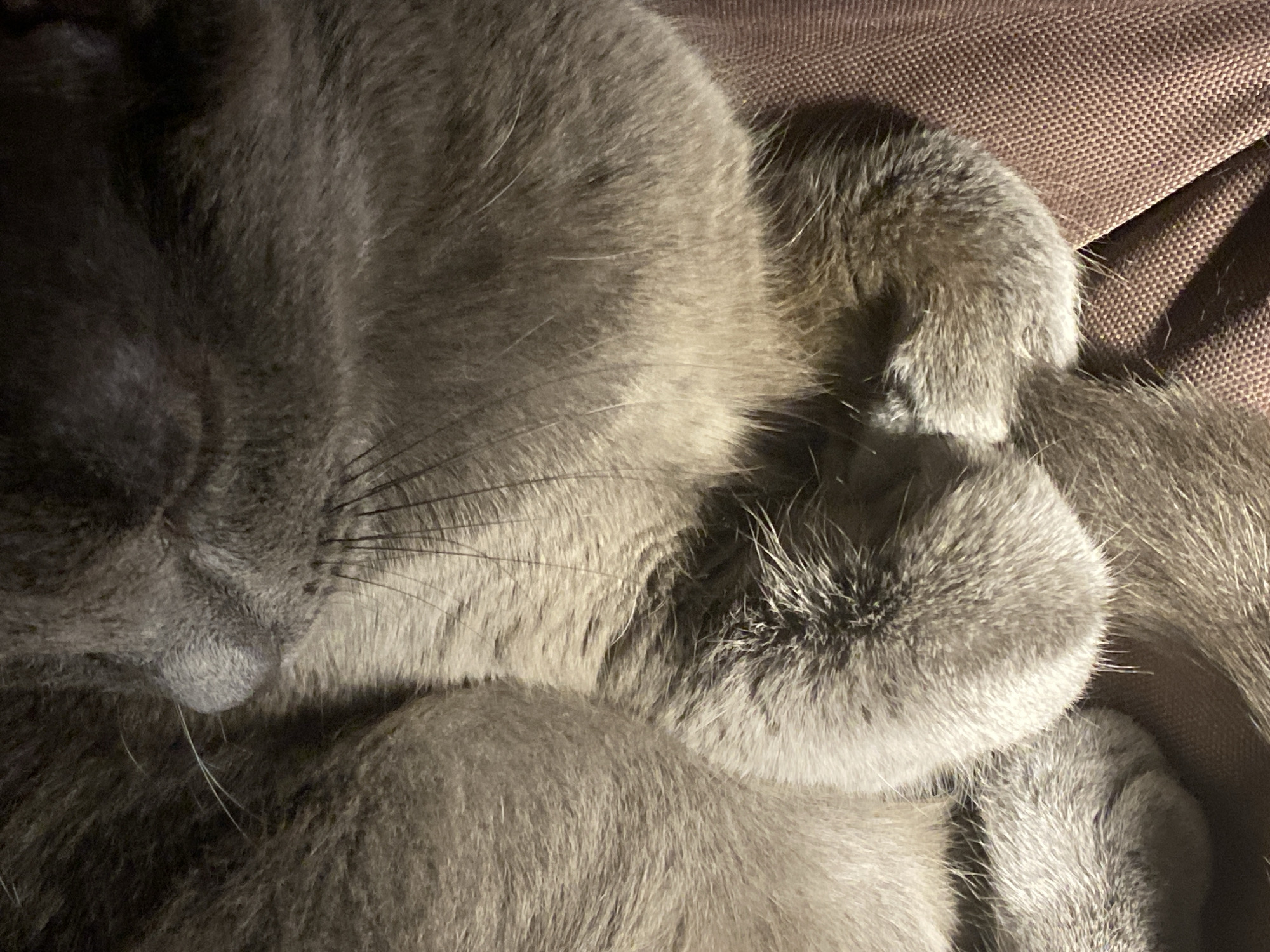 A close-up photograph depicts a gray cat sleeping on a brown, textured surface. The cat's face is visible, with its nose and whiskers prominent. The cat's paws are also visible, appearing soft and fluffy. The image is likely taken indoors. There is no evidence in the image to indicate that the location is in Chaikovsky, Russia.