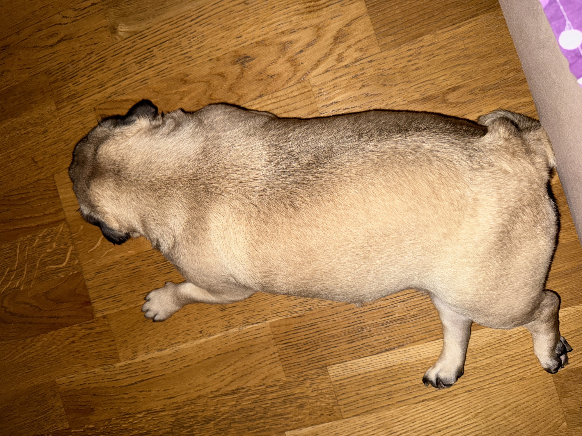 A fawn-colored pug puppy is lying on a wooden floor. The puppy is facing away from the camera, with its head turned to the left. Its paws are visible, with dark claws. The wooden floor is made of planks and has a warm, brown tone. A hint of a purple fabric with white polka dots is visible in the lower right corner.