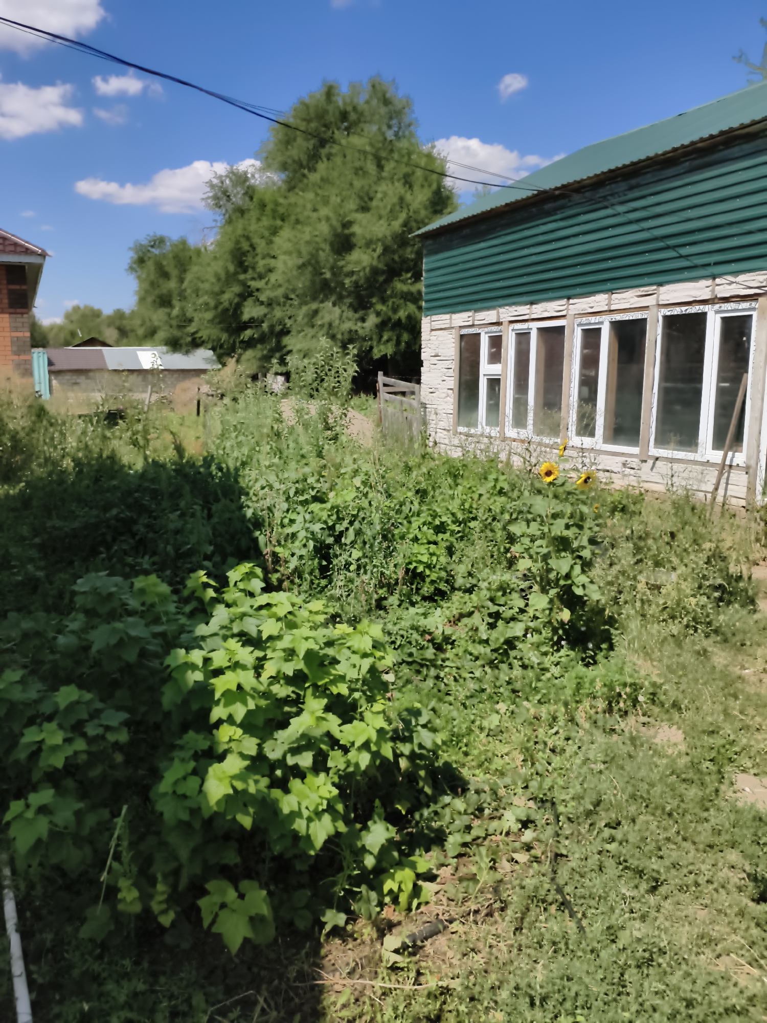 A sunny day shot captures a backyard scene in Aktobe, Kazakhstan. The focus is on a simple, somewhat rustic building with green corrugated metal siding and a light-colored stone-like base. The building has several large, multi-paned windows framed in white. In front of the building, a patch of green vegetation thrives, with some plants appearing to be bushes and others taller, wilder growth. Among the greenery, two bright yellow sunflowers stand out, their heads turned slightly. To the left of the main building, a portion of a brick house is visible, and beyond that, other structures and trees suggest a residential area. The sky above is a vibrant blue with scattered white clouds. The ground in the foreground is a mix of dirt and low-lying vegetation.