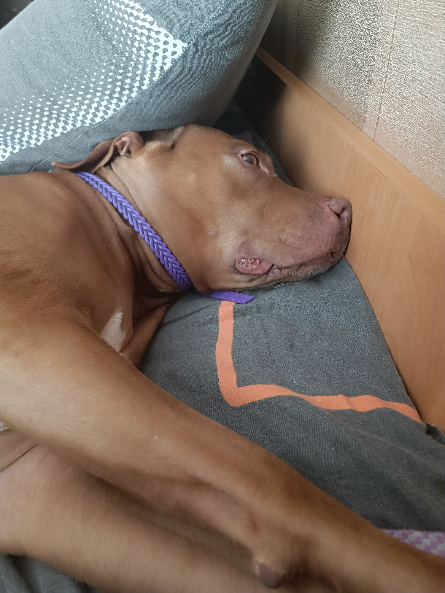 An American pit bull terrier is lying on its side, asleep on a bed. The dog is a solid tan color and is wearing a purple braided collar. The dog is resting its head on a gray pillow with an orange stripe design. The bed is made of wood and is against a textured wall. The lighting in the room is dim, suggesting it is nighttime or the blinds are closed. There are no other subjects or objects in the frame.