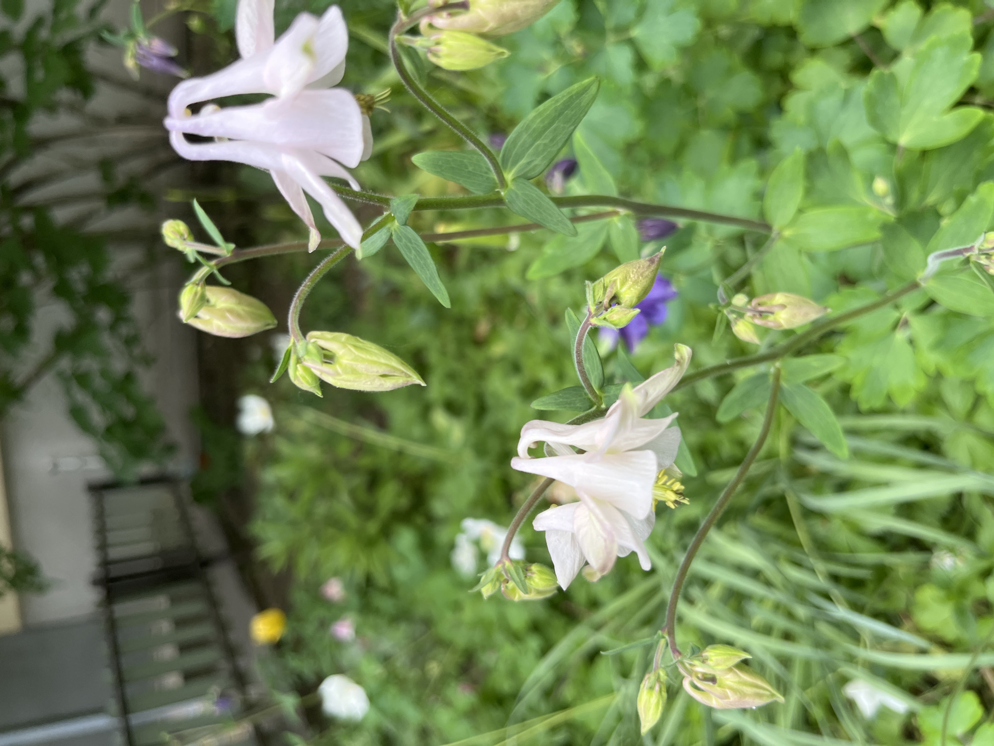 The image captures a close-up of white columbine flowers, some fully bloomed and others in bud, surrounded by green foliage. The scene appears to be a garden setting, with glimpses of other flowers and a structure in the background. The photograph seems to have been taken outdoors during daylight.