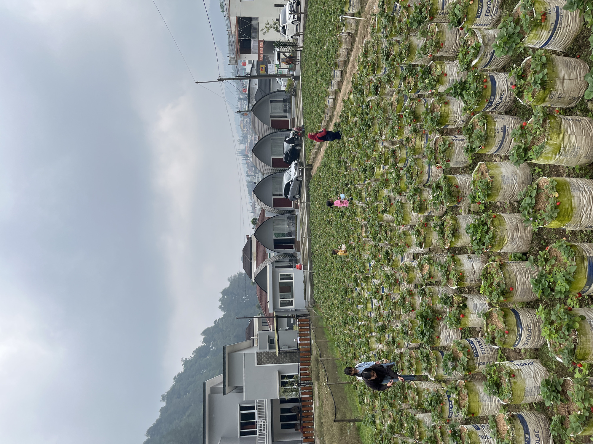 In Kalisoro, Indonesia, a strawberry farm features rows of plants grown in large white sacks. Several individuals, including children and adults, are scattered throughout the farm, engaged in picking strawberries. In the background, modern houses with distinctive arched roofs and other buildings are visible, along with a mountainous landscape under a cloudy sky. Several cars are parked near the houses.