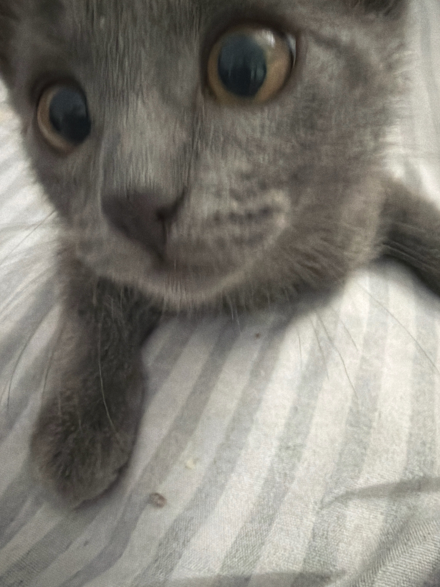 A close-up, blurry, over-the-shoulder shot captures the face of a grey kitten lying on a striped, light-colored blanket. The kitten's large, round, dark eyes are the most prominent feature, with lighter rings around the pupils. Its nose is dark and appears to be slightly wet. The fur is short and dense. The blanket has thin, vertical stripes. The scene is indoors, and the lighting is dim. There is no indication of the location in the city of Satbayev, Kazakhstan.