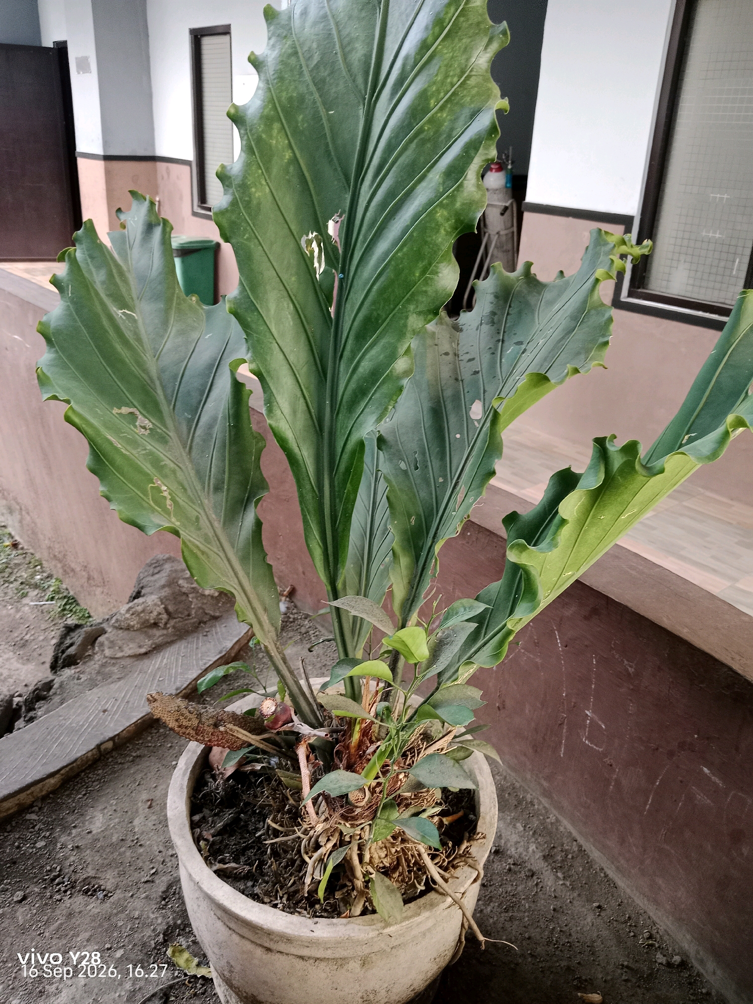 A potted plant with large, deep green, wavy leaves sits on a textured, light-colored surface outdoors. The plant appears to be an Anthurium species, with some damage and discoloration visible on the leaves, suggesting it may be an older specimen or exposed to harsh conditions. The pot is round and made of a rough, ceramic-like material. In the background, there is a building with muted brown and white walls, and a dark door. A green trash can is visible to the left, and a window with a grid pattern to the right. The ground around the pot is composed of dirt, small stones, and some scattered debris, including a wooden plank. The overall scene suggests an outdoor area, possibly a courtyard or patio, adjacent to a building. The image includes a watermark in the lower left corner indicating "vivo Y28 16 Sep 2026, 16.27".